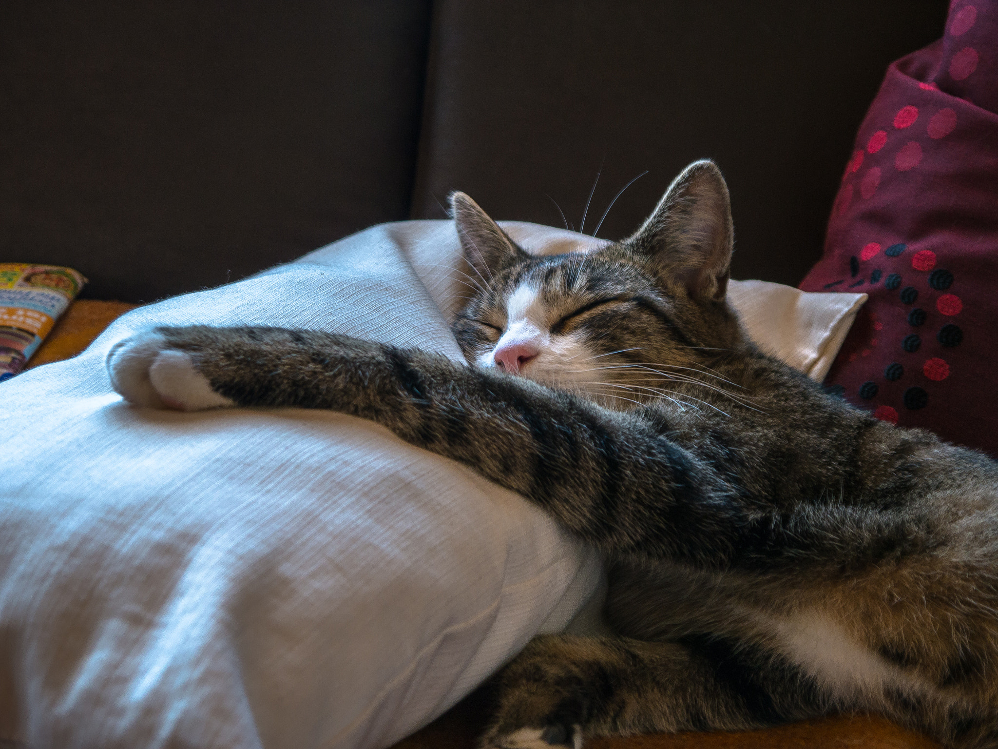 Panasonic Lumix DMC-G5 sample photo. Müder kater photography