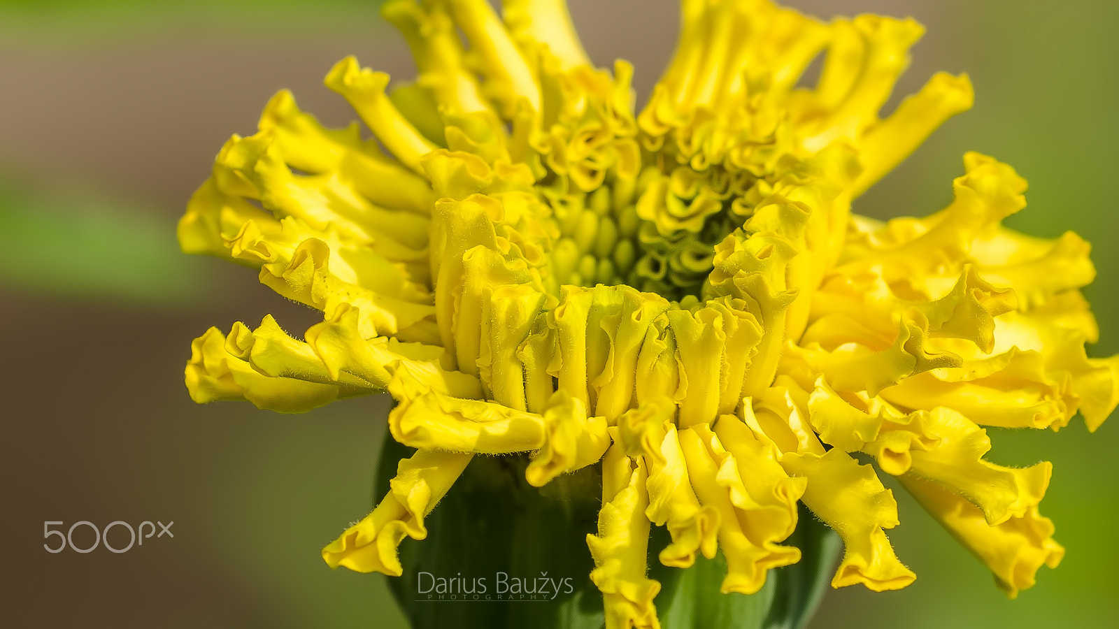 Sigma 150mm F2.8 EX DG OS Macro HSM sample photo. Question photography
