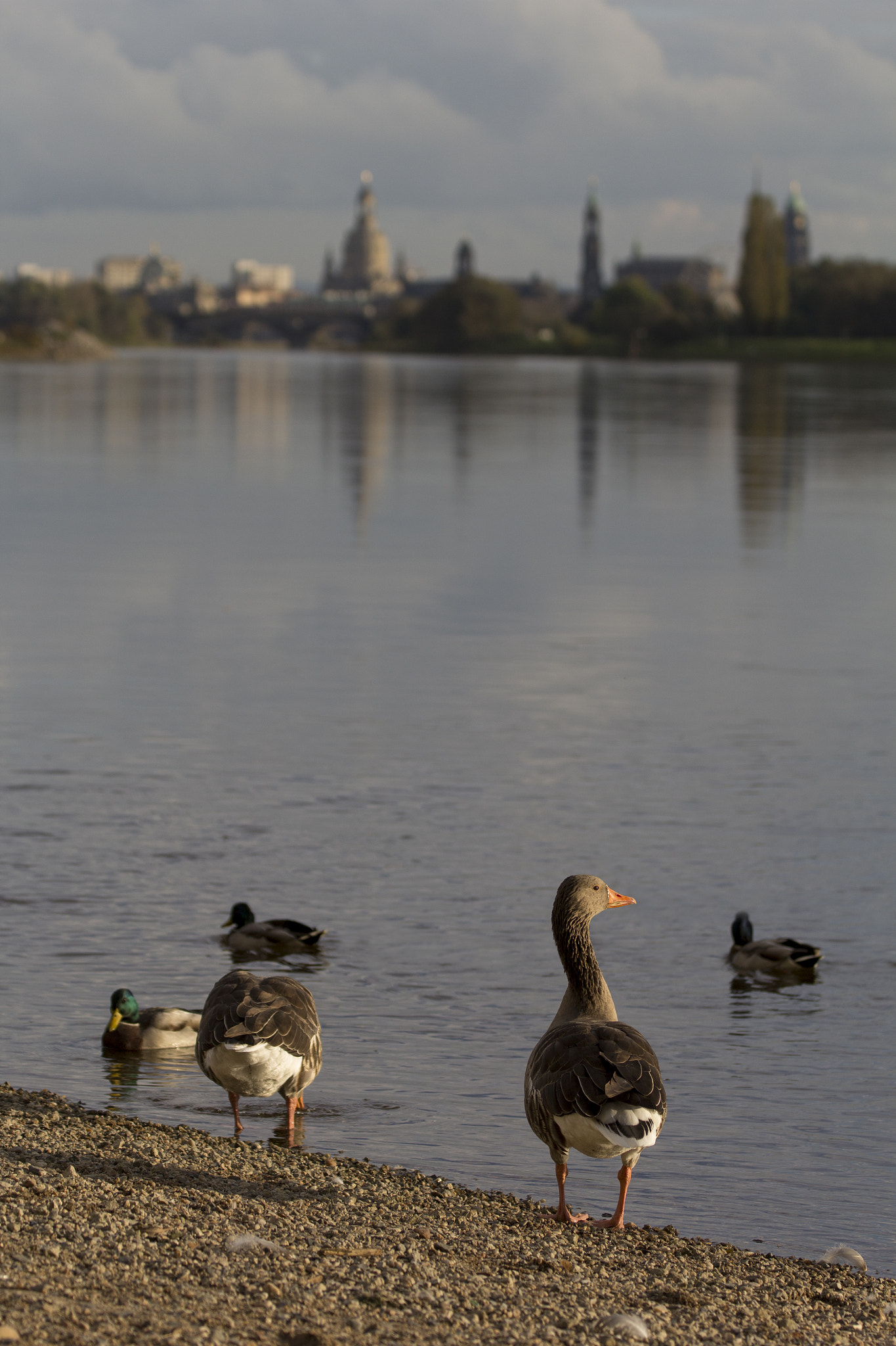 Canon EF 70-300mm F4-5.6L IS USM sample photo. City wildlife photography