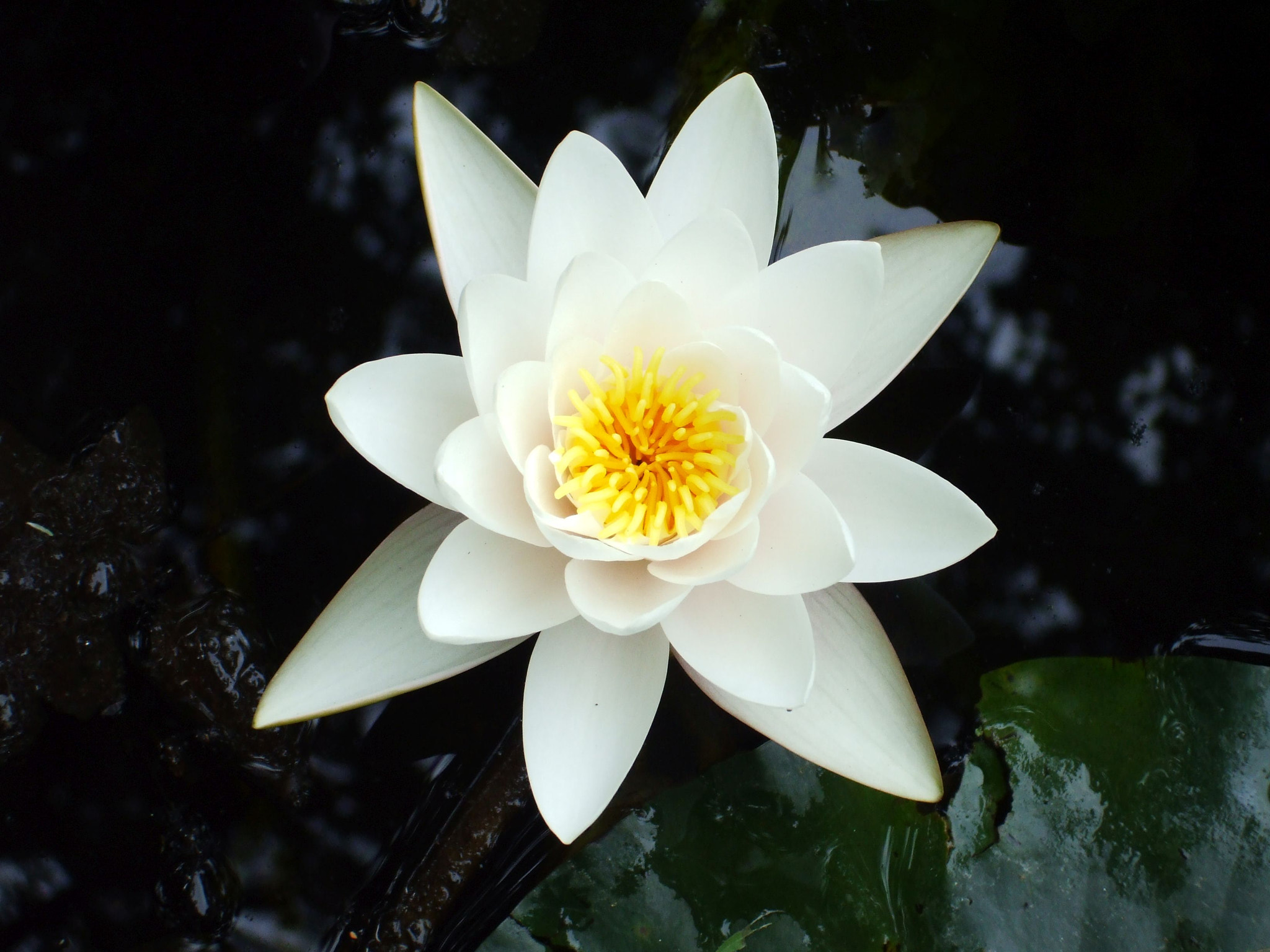 Fujifilm FinePix A800 sample photo. Water lily photography