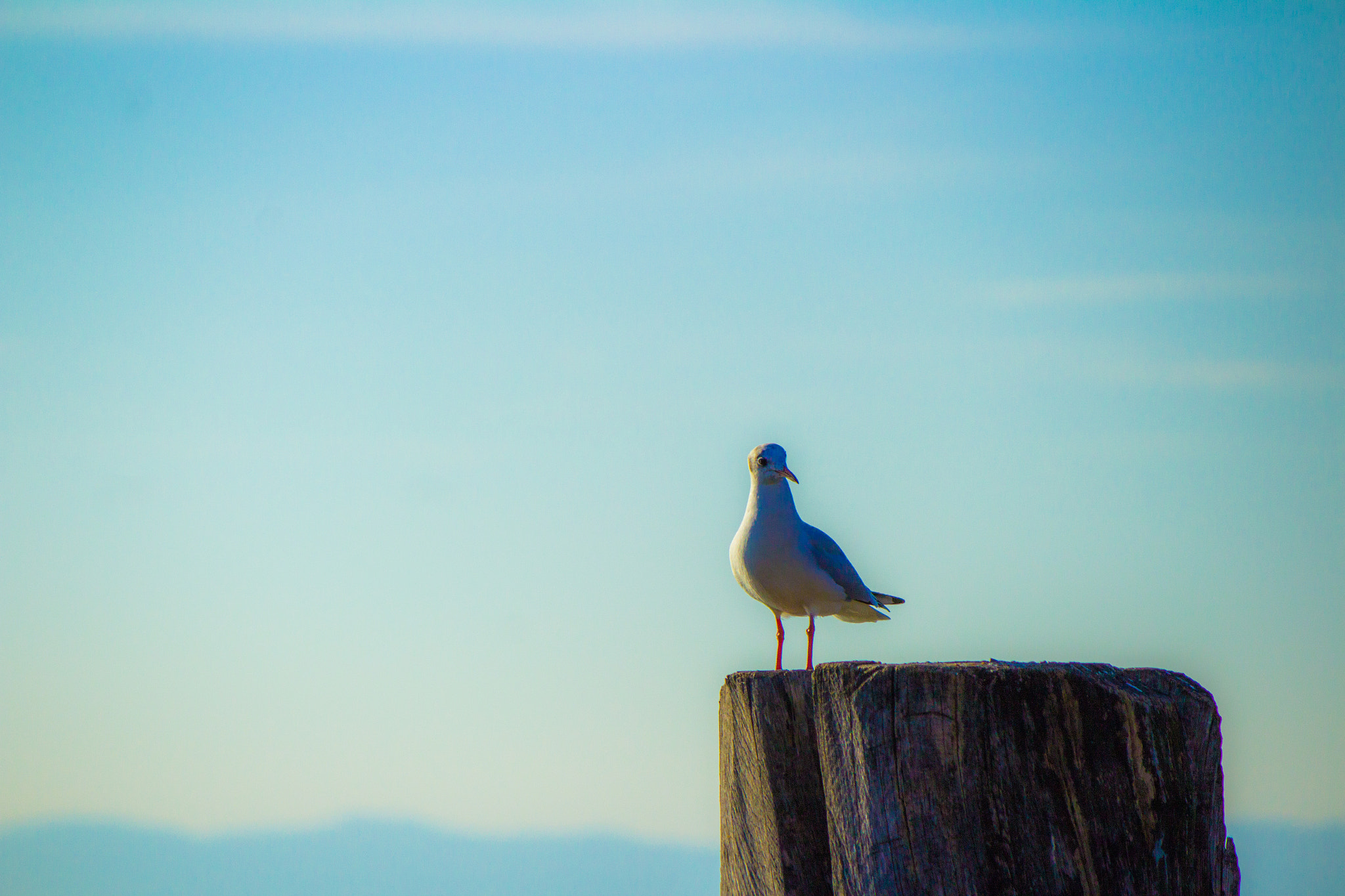 Canon EF-S 55-250mm F4-5.6 IS sample photo. Small lookout photography