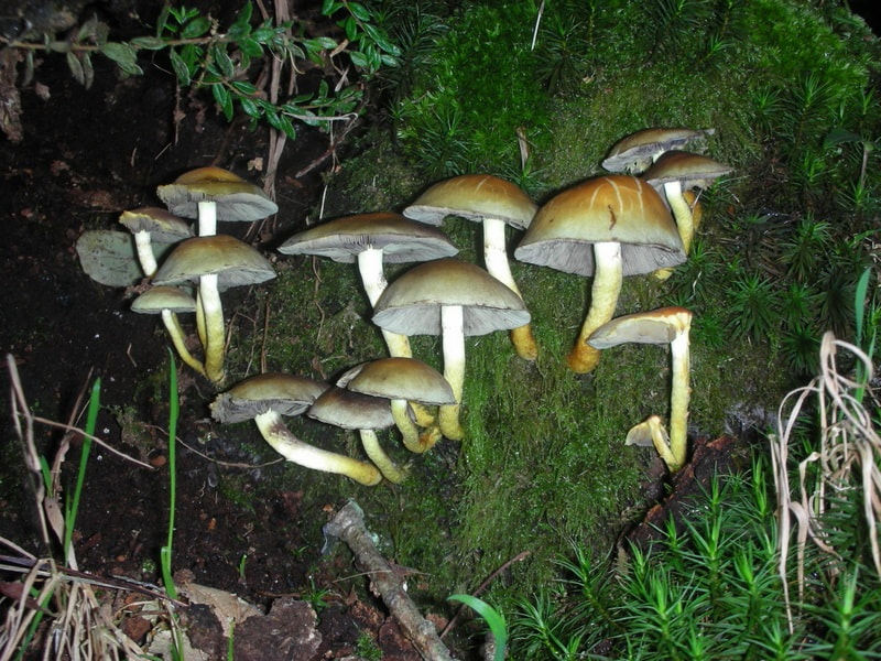 Nikon COOLPIX S6 sample photo. Mushroom forest photography