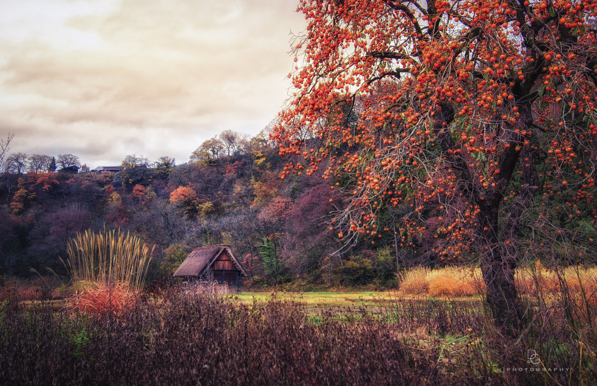 Canon EOS 60D sample photo. Mg photography