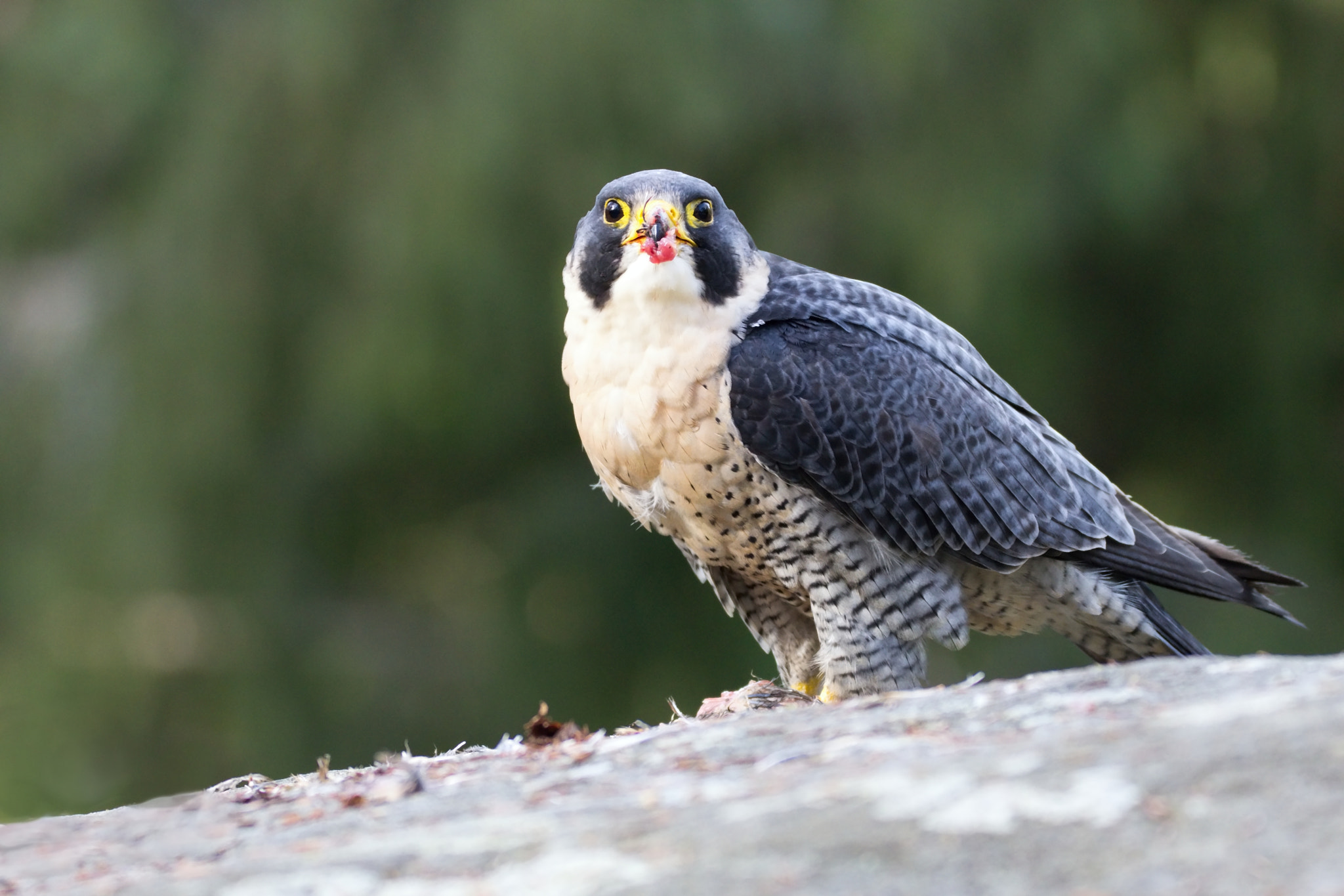 Sigma 150-600mm F5-6.3 DG OS HSM | C sample photo. Sokol stěhovavý photography
