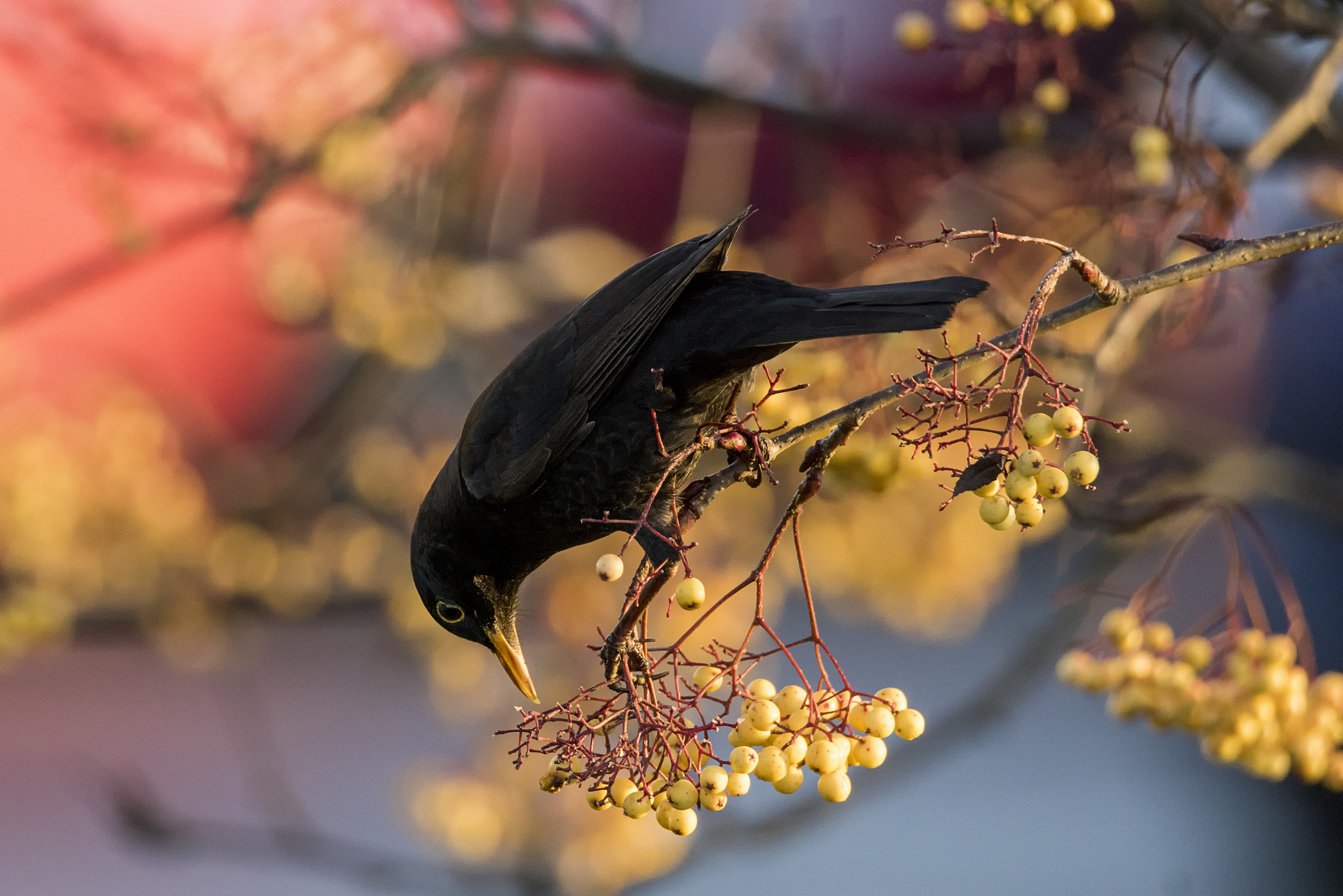 Sony ILCA-77M2 + Tamron SP 150-600mm F5-6.3 Di VC USD sample photo. Picture blackbird in england © bob riach photography