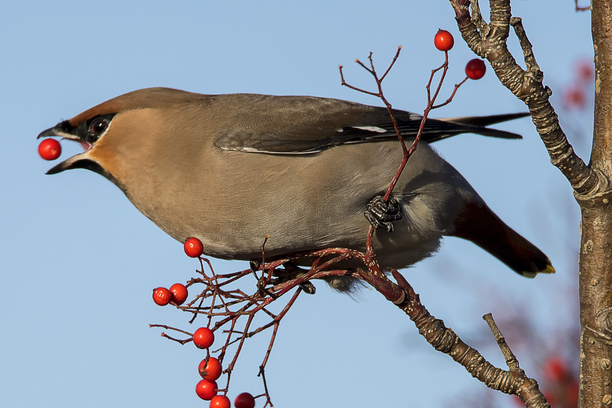 Sony ILCA-77M2 + Tamron SP 150-600mm F5-6.3 Di VC USD sample photo. Picture waxwing in england © bob riach photography