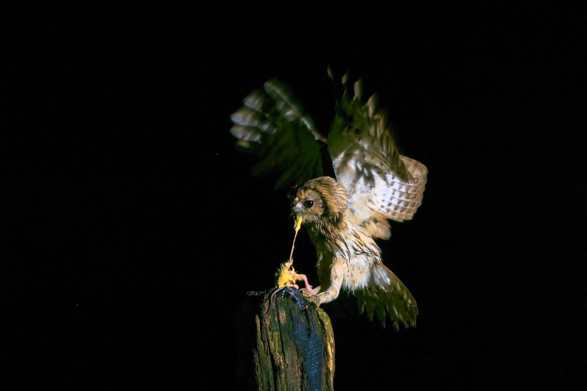 Sony ILCA-77M2 sample photo. Tawny owl © bob riach photography