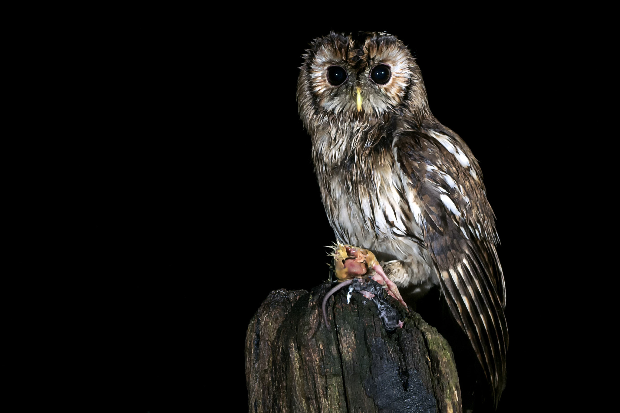 Sony ILCA-77M2 sample photo. Tawny owl © bob riach photography