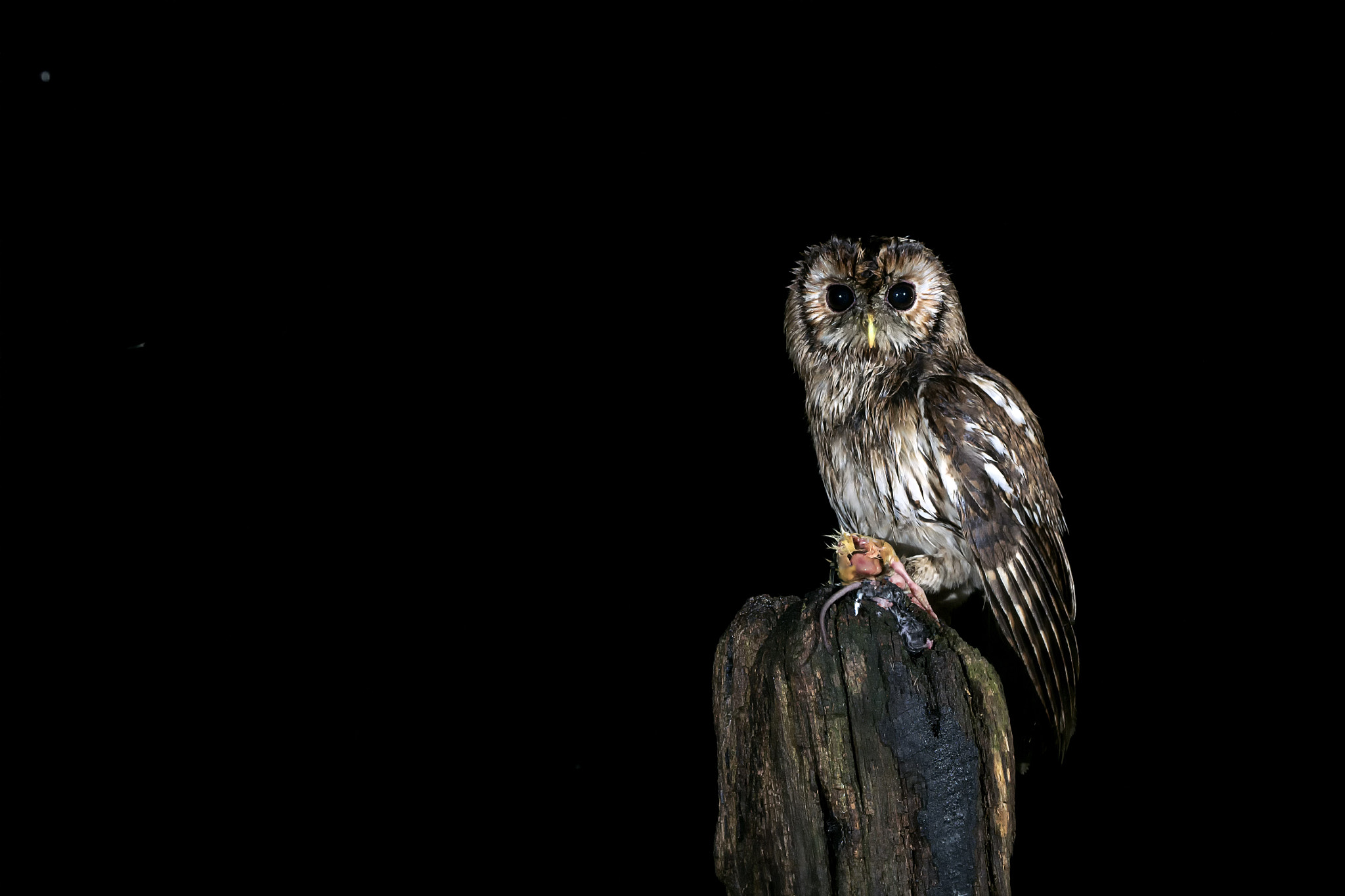 Sony ILCA-77M2 sample photo. Tawny owl © bob riach photography