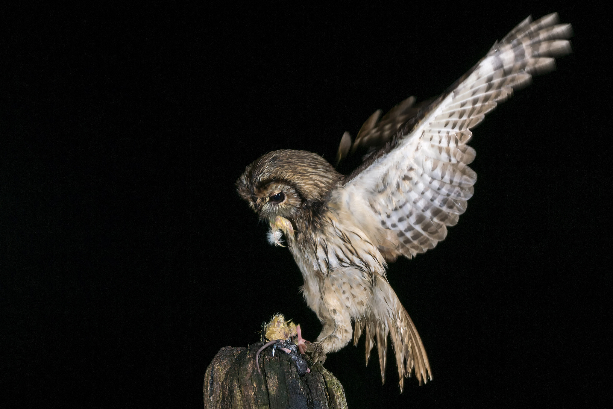 Sony ILCA-77M2 sample photo. Tawny owl © bob riach photography