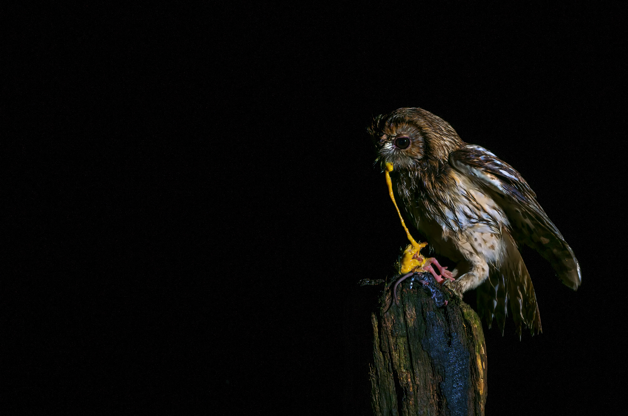 Sony ILCA-77M2 sample photo. Tawny owl © bob riach photography