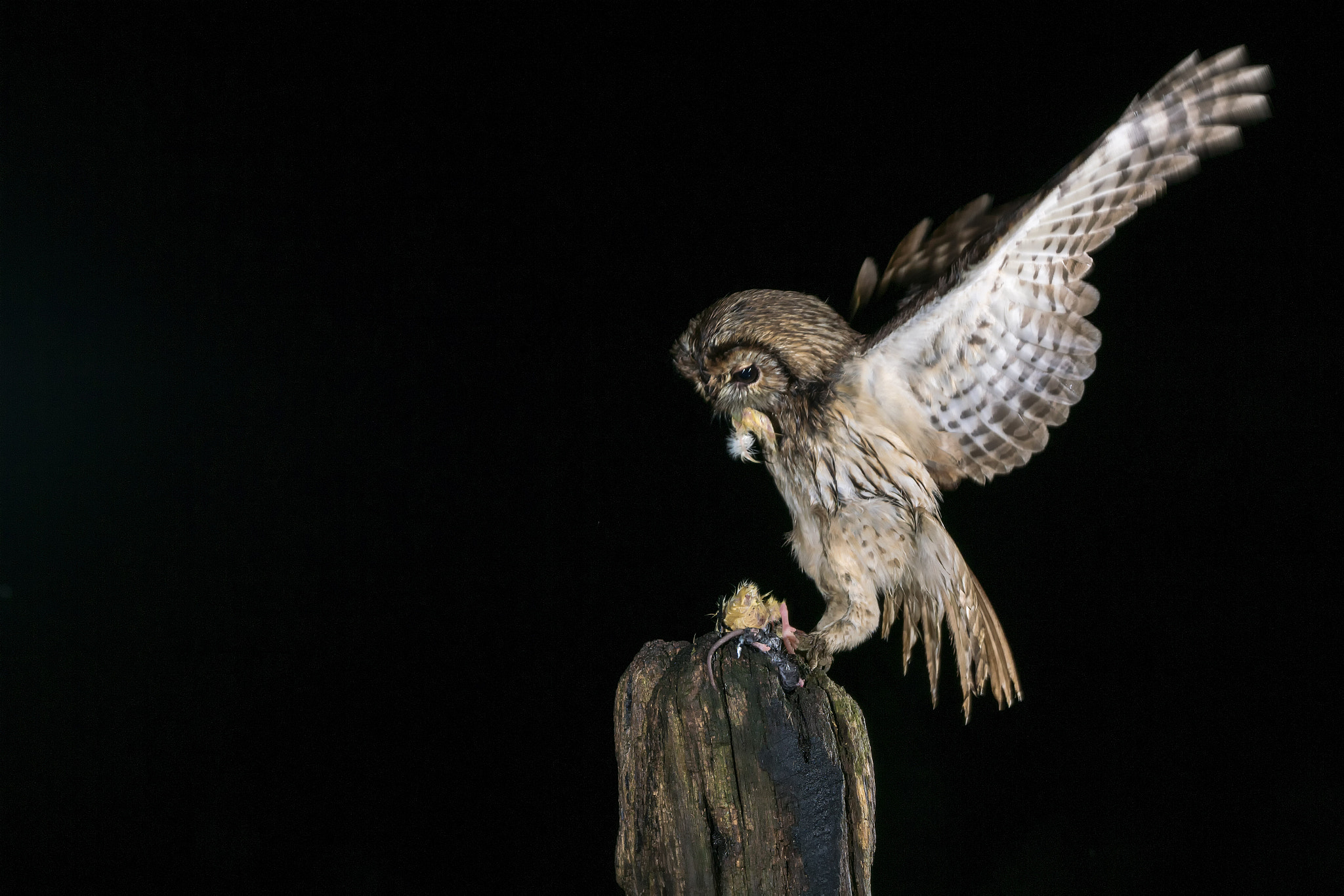 Sony ILCA-77M2 + Tamron SP 150-600mm F5-6.3 Di VC USD sample photo. Tawny owl © bob riach photography