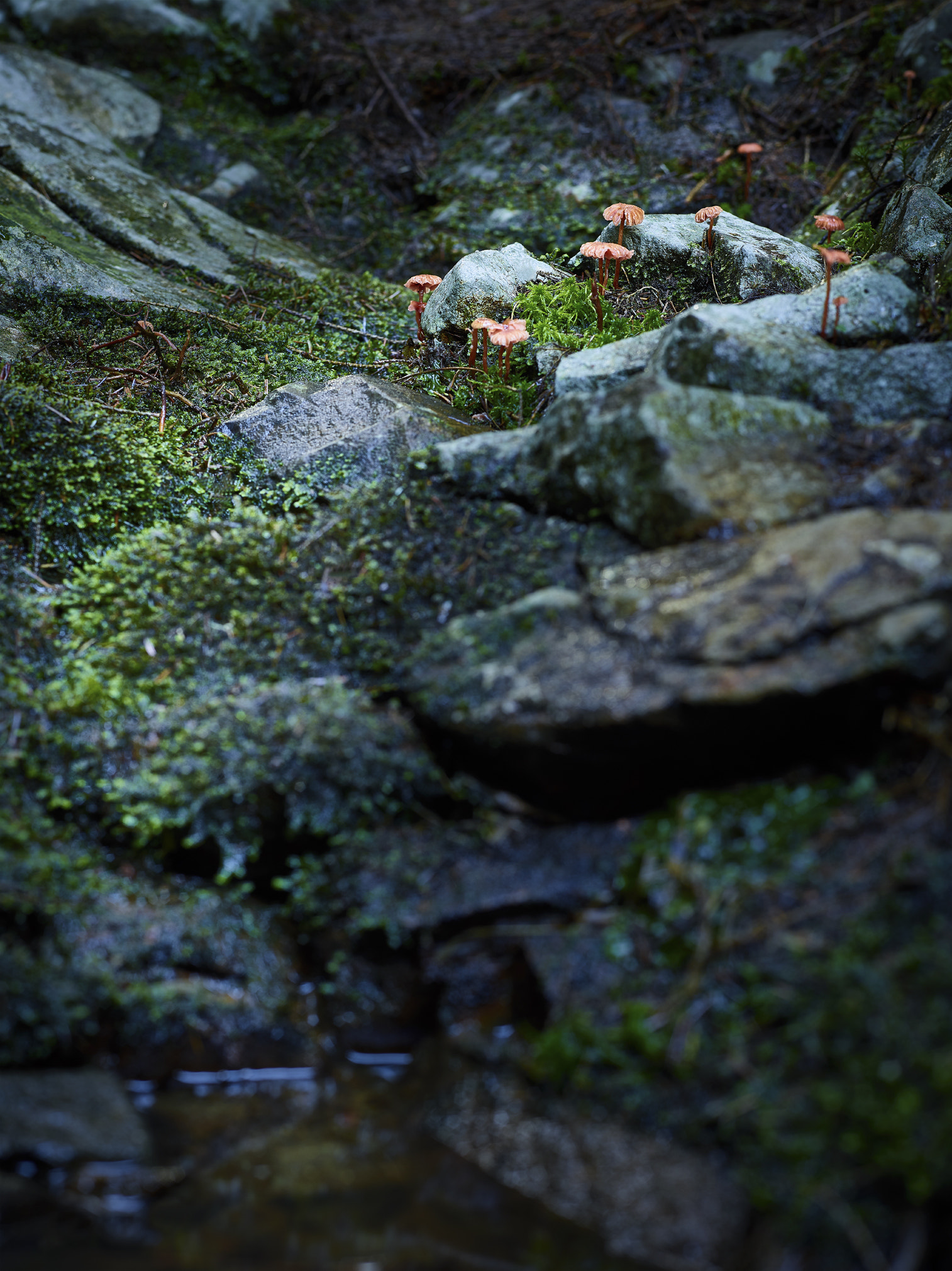 Schneider Kreuznach LS 110mm f/2.8 sample photo. Mushroom photography