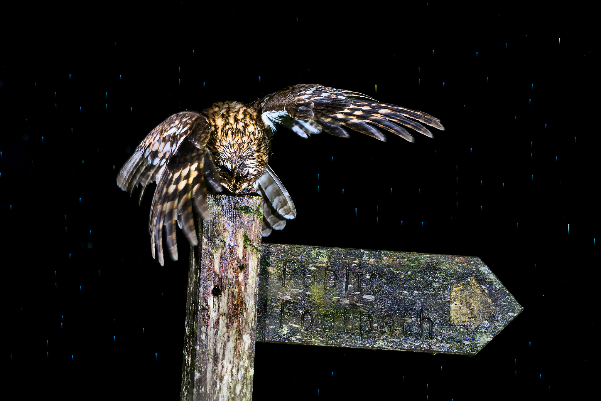 Sony ILCA-77M2 + Tamron SP 150-600mm F5-6.3 Di VC USD sample photo. Tawny owl © bob riach photography