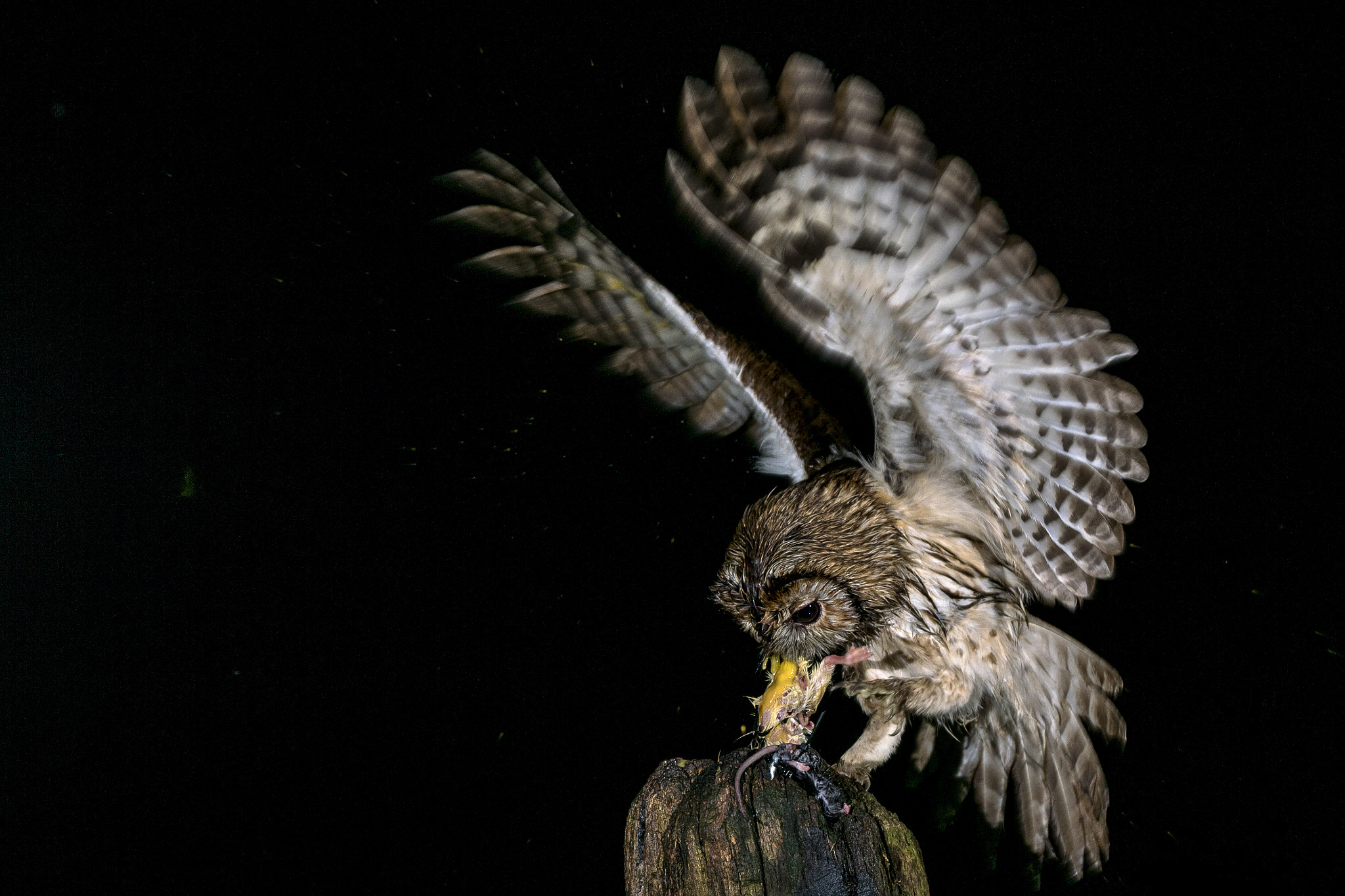 Sony ILCA-77M2 sample photo. Tawny owl © bob riach photography