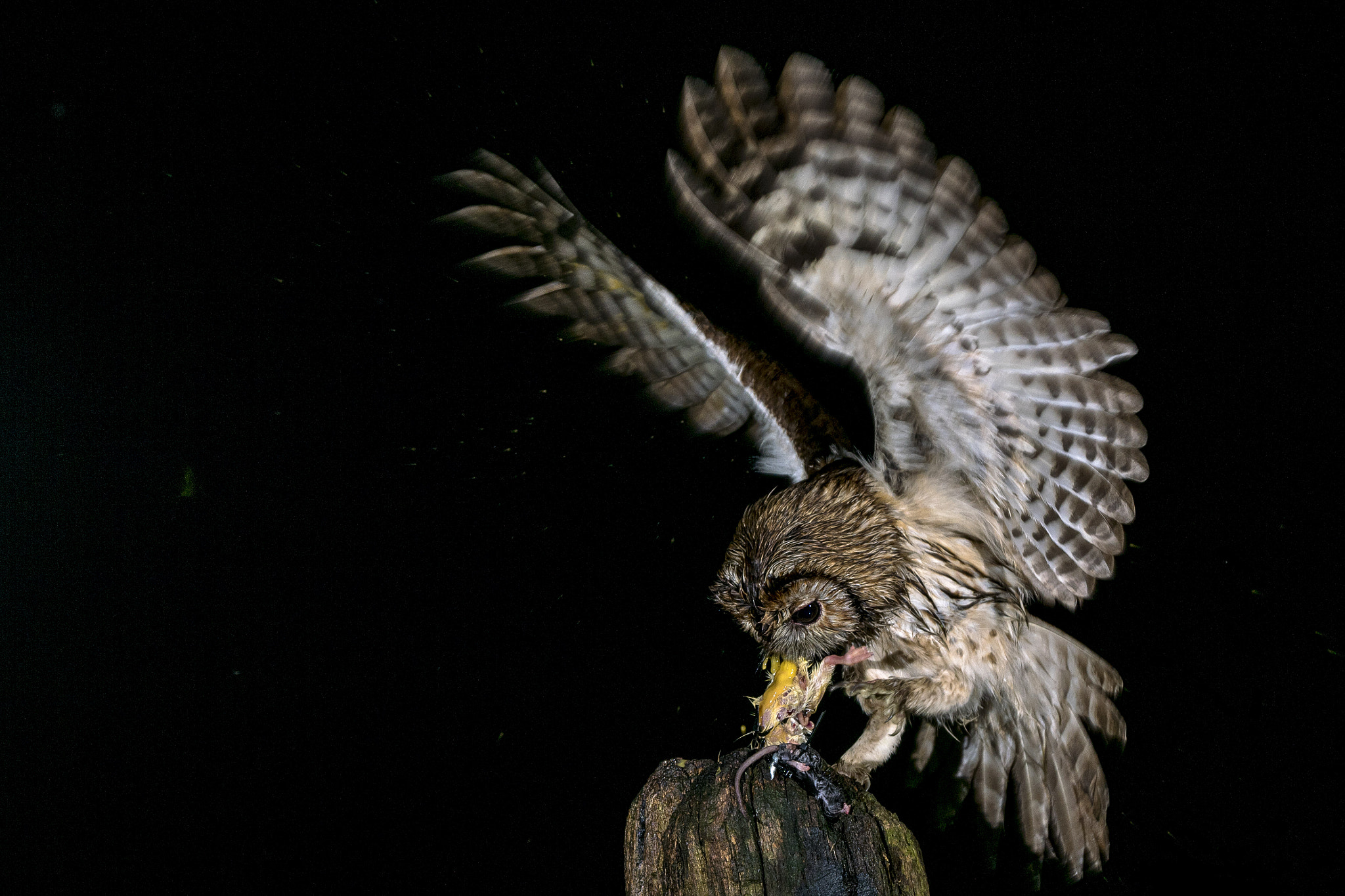 Sony ILCA-77M2 + Tamron SP 150-600mm F5-6.3 Di VC USD sample photo. Tawny owl © bob riach photography