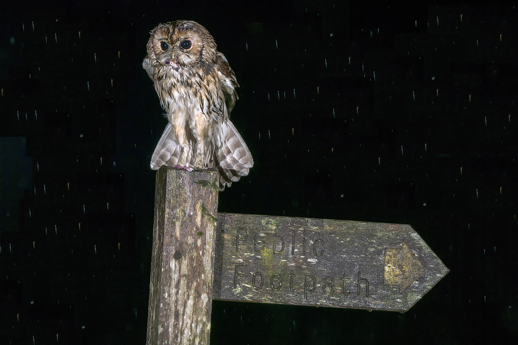 Sony ILCA-77M2 sample photo. Tawny owl in the rain © bob riach photography