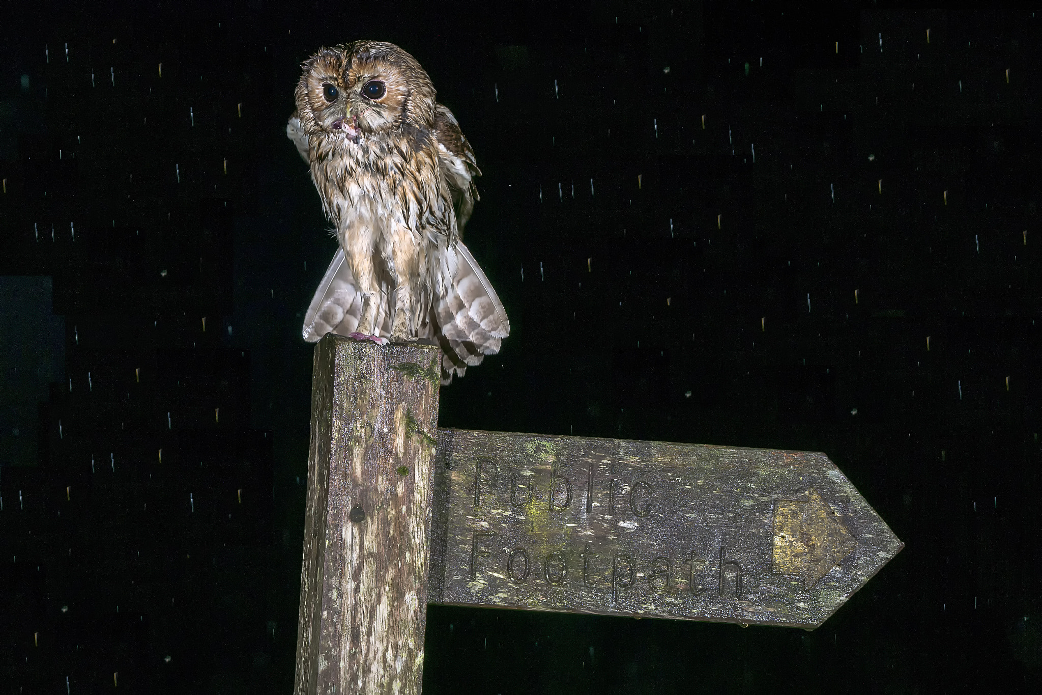 Sony ILCA-77M2 + Tamron SP 150-600mm F5-6.3 Di VC USD sample photo. Tawny owl in the rain © bob riach photography