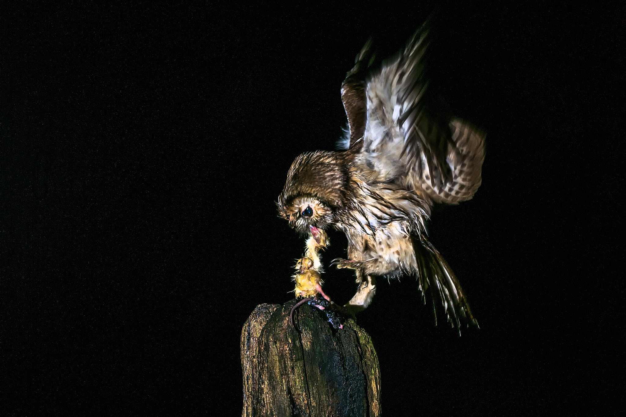 Sony ILCA-77M2 sample photo. Tawny owl © bob riach photography