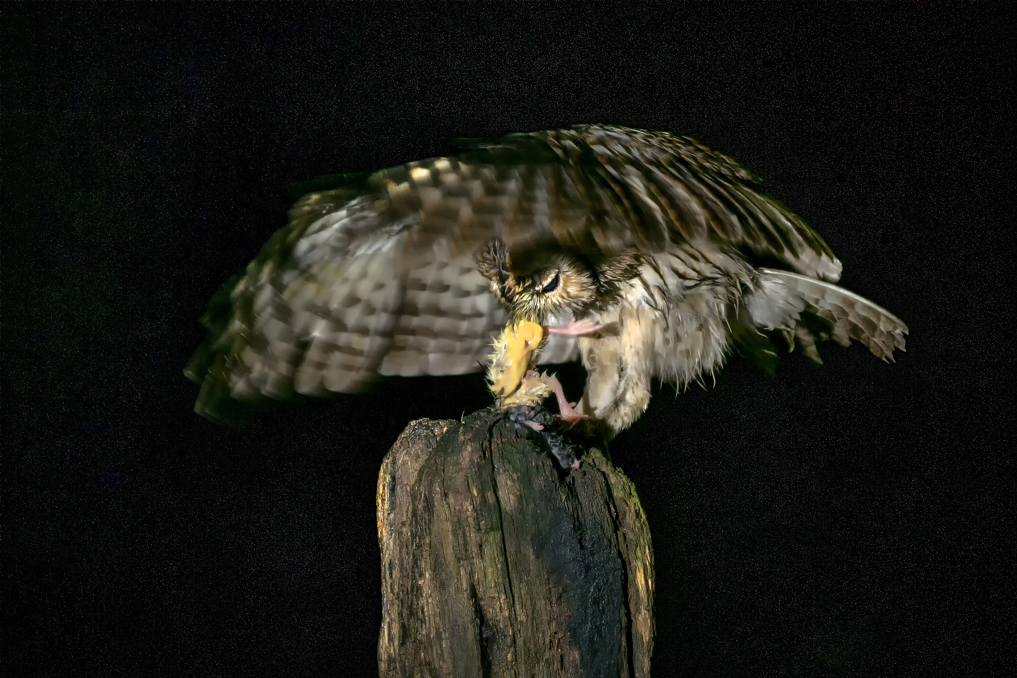 Sony ILCA-77M2 sample photo. Tawny owl © bob riach photography