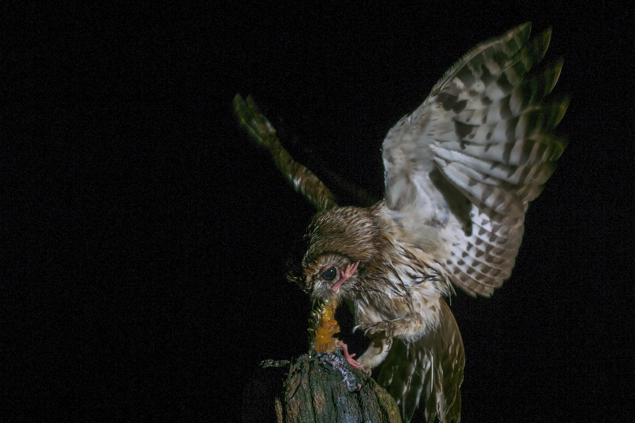 Sony ILCA-77M2 sample photo. Tawny owl taking the bait © bob riach photography