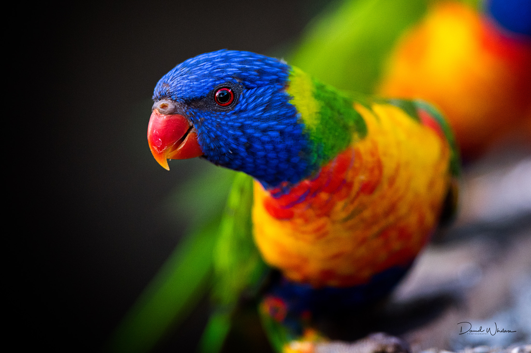 Nikon D810 sample photo. Rainbow lorikeet photography