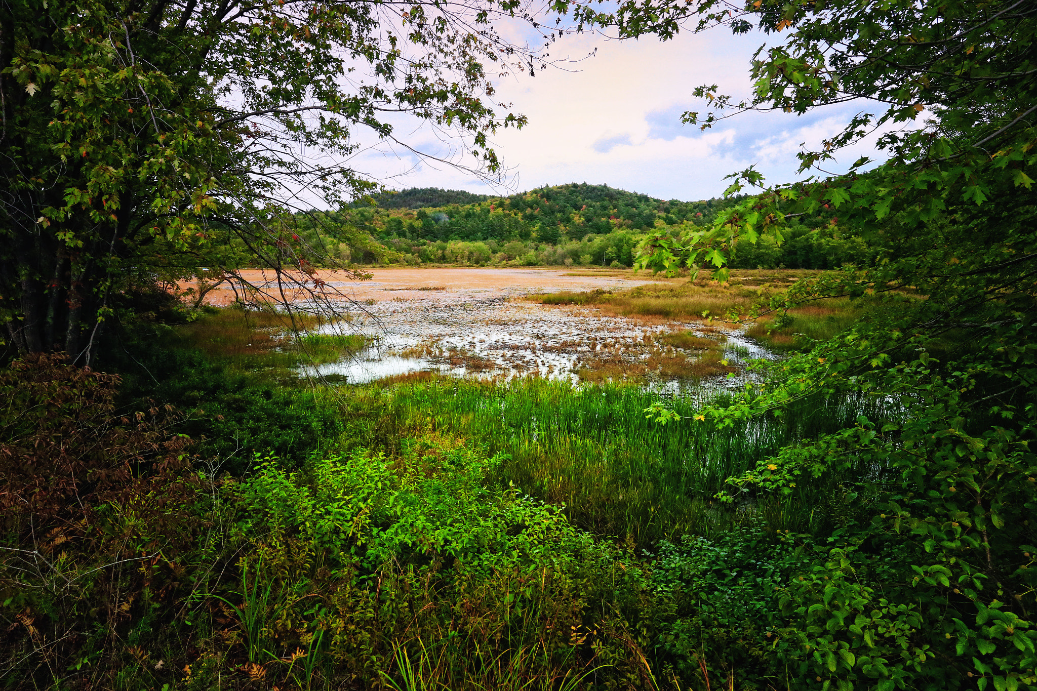 Canon EOS-1D X sample photo. Edge of the swamp photography