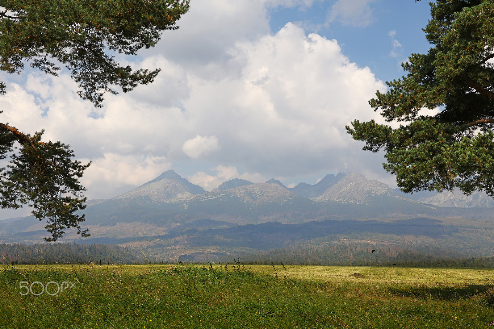 Canon EOS 5DS sample photo. Field and mountain range through pine branches photography