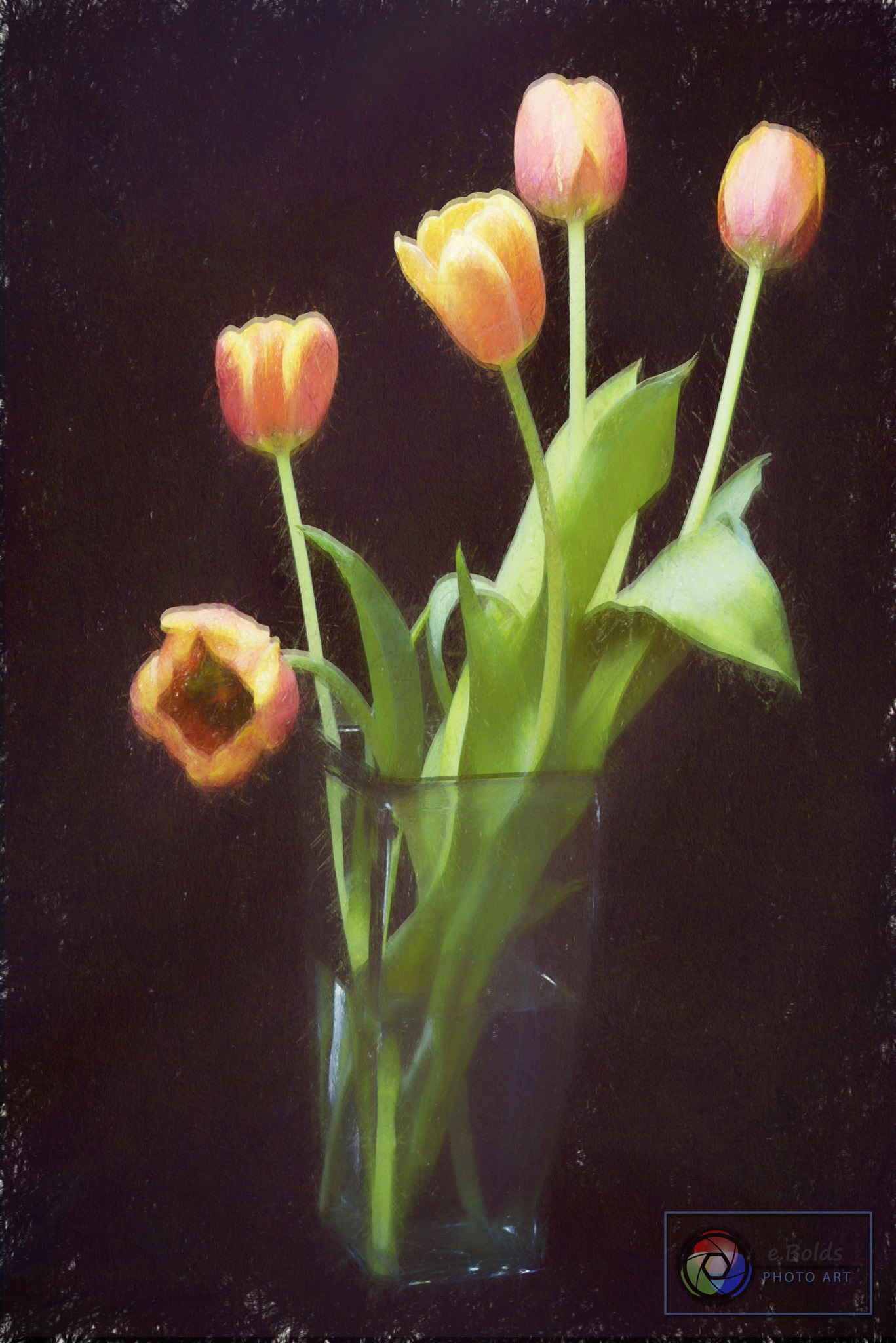 Nikon AF Nikkor 85mm F1.8D sample photo. Tulip treat photography