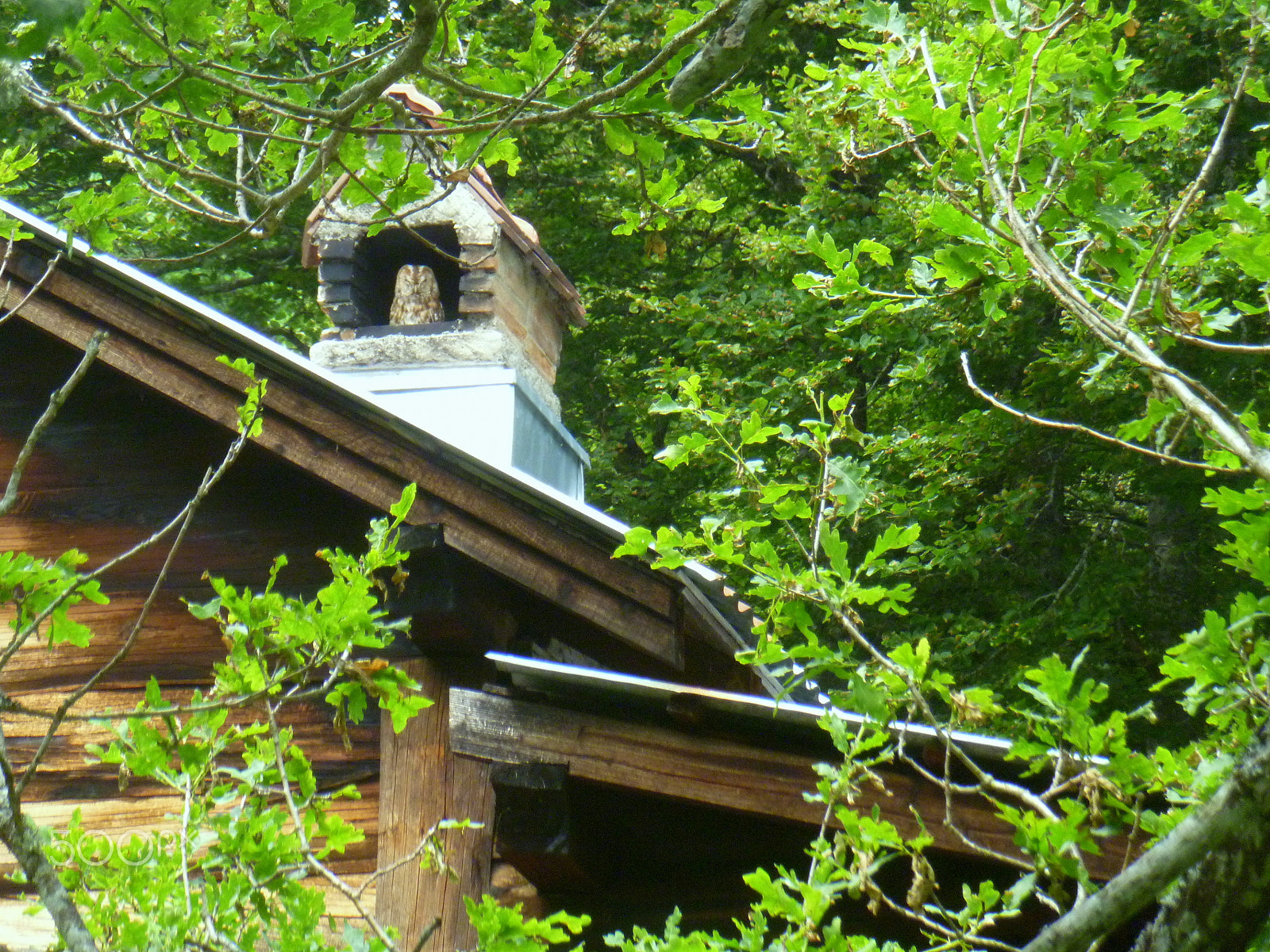 Panasonic DMC-FP3 sample photo. An owl in the chimney photography