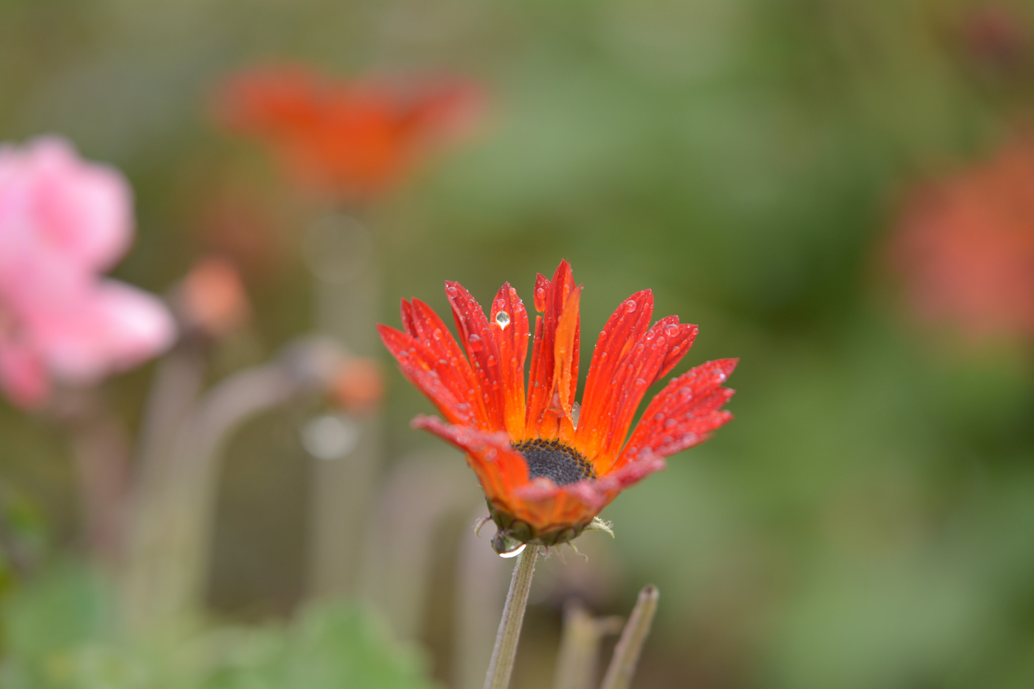 Nikon D7100 sample photo. Flower after shower photography