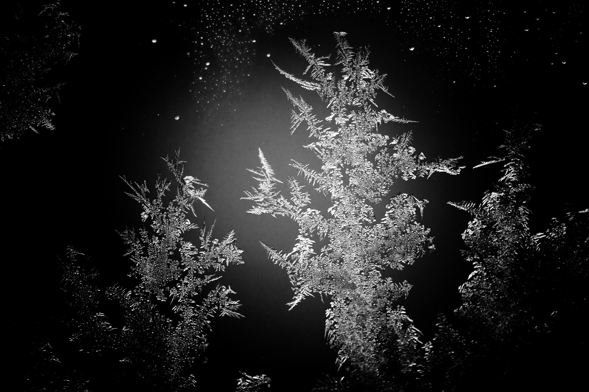 Nikon D4 sample photo. Eiskristall photography