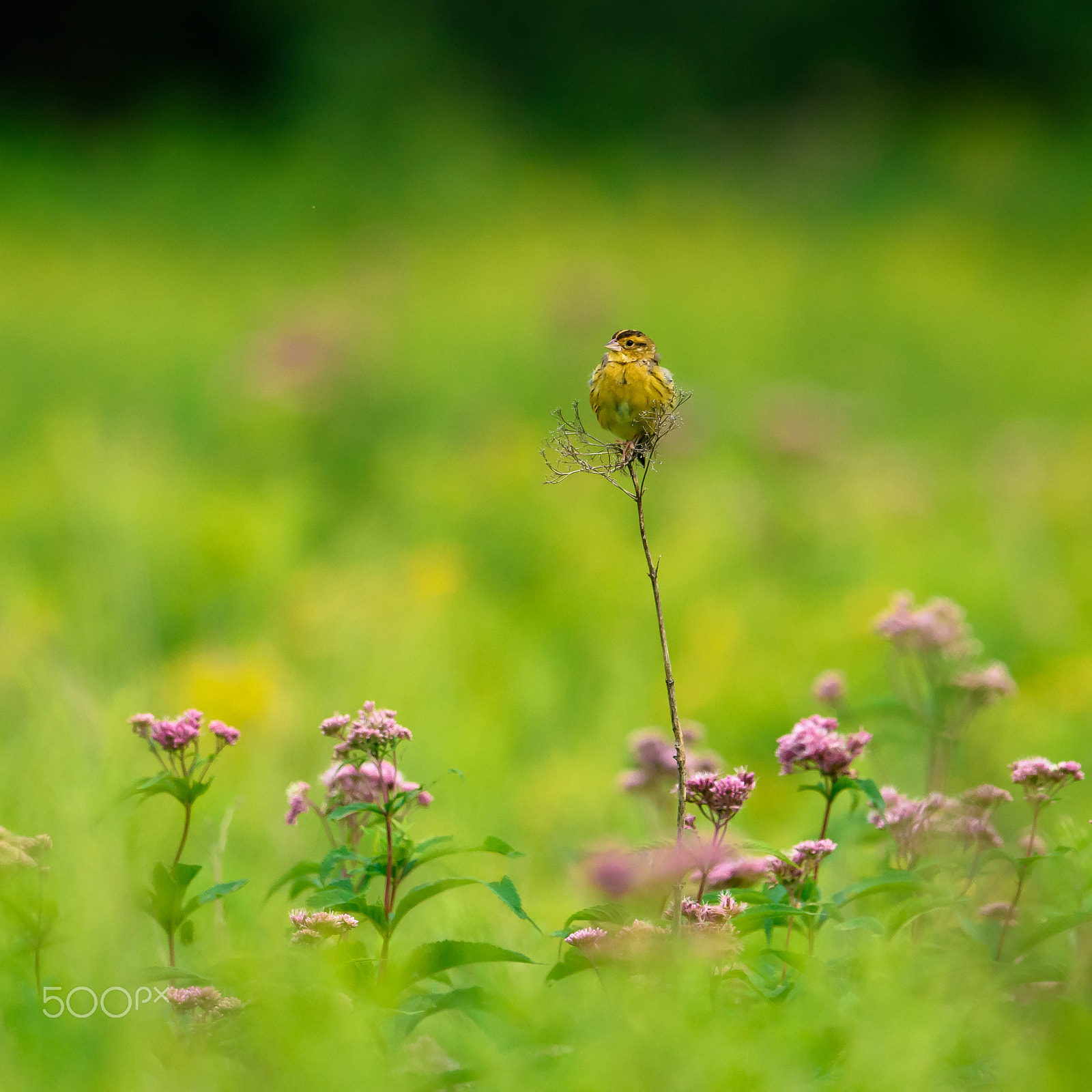 Nikon AF-S Nikkor 500mm F4E FL ED VR sample photo. Bobolink late summer photography