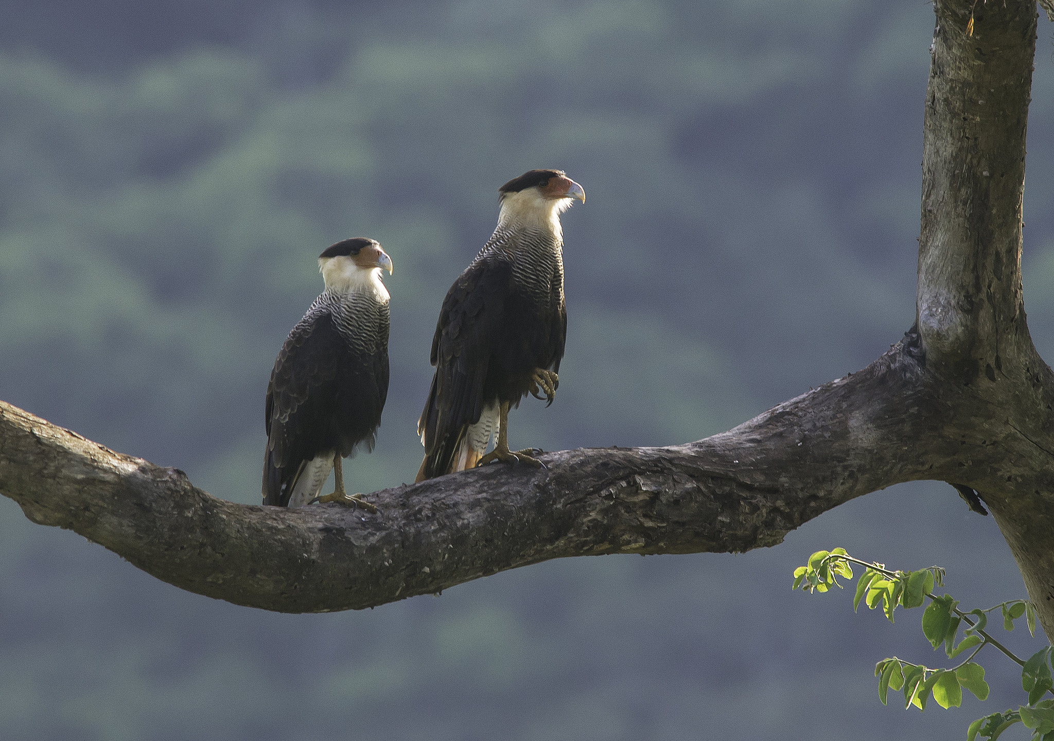 Nikon AF-S Nikkor 300mm F4D ED-IF sample photo. Casal de carcará photography