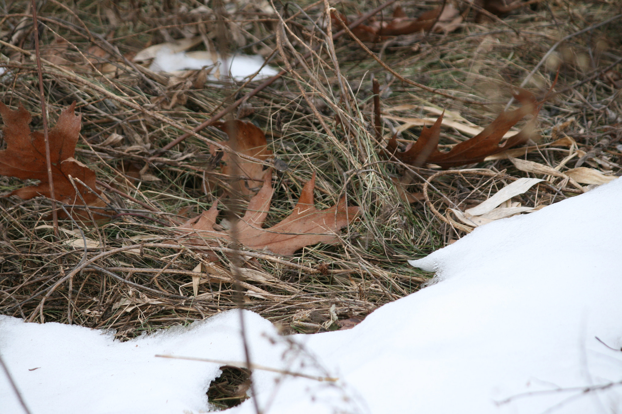 Canon EF-S 55-250mm F4-5.6 IS sample photo. Liquefying snow photography