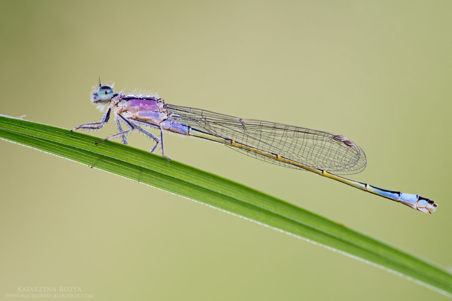Sigma APO Macro 150mm f/2.8 EX DG HSM sample photo. Blue-tailed damselfly photography