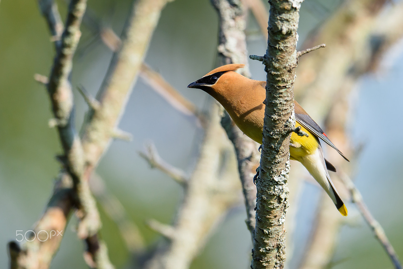 Nikon AF-S Nikkor 500mm F4E FL ED VR sample photo. Cedar waxwing photography