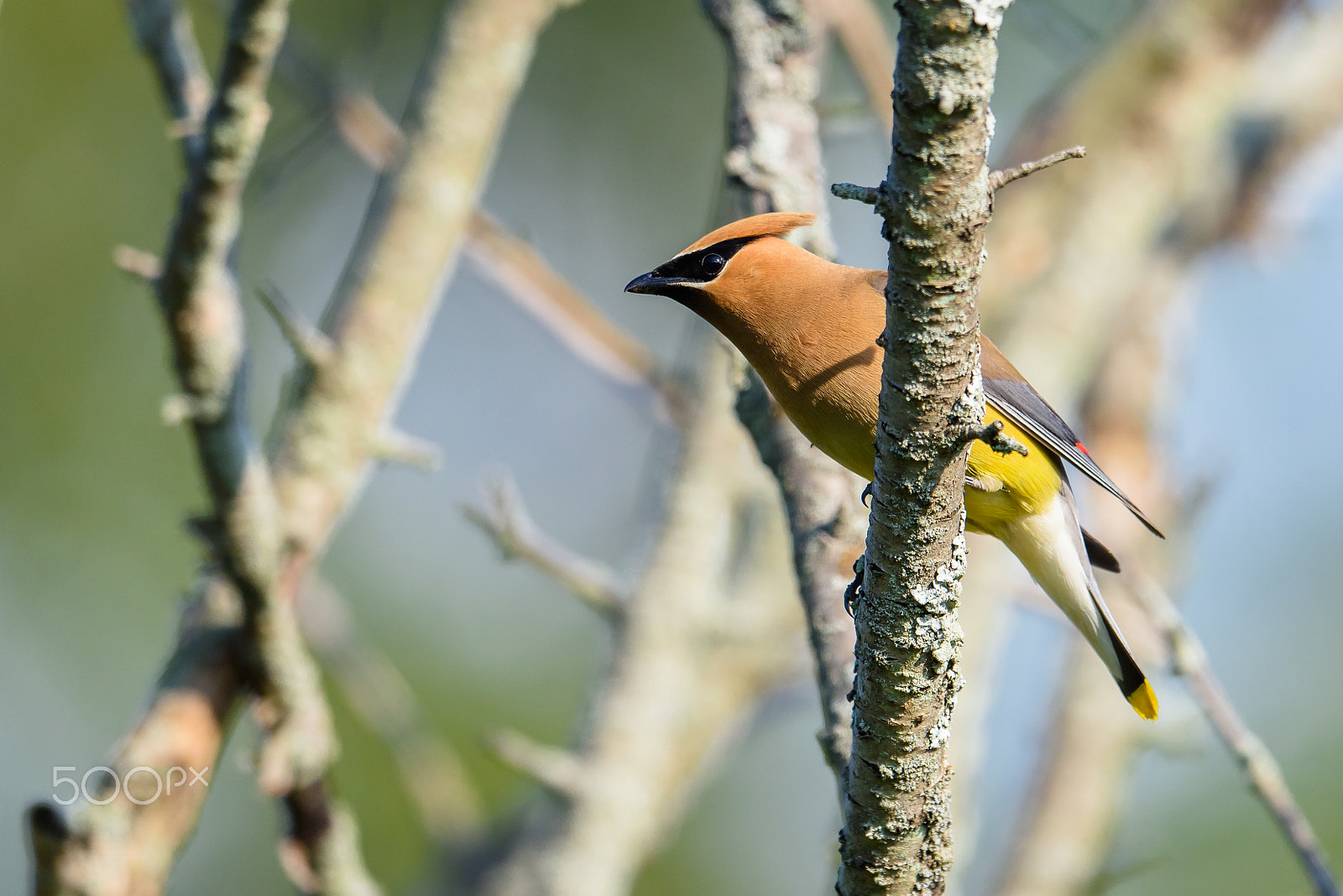 Nikon D810 + Nikon AF-S Nikkor 500mm F4E FL ED VR sample photo. Cedar waxwing photography