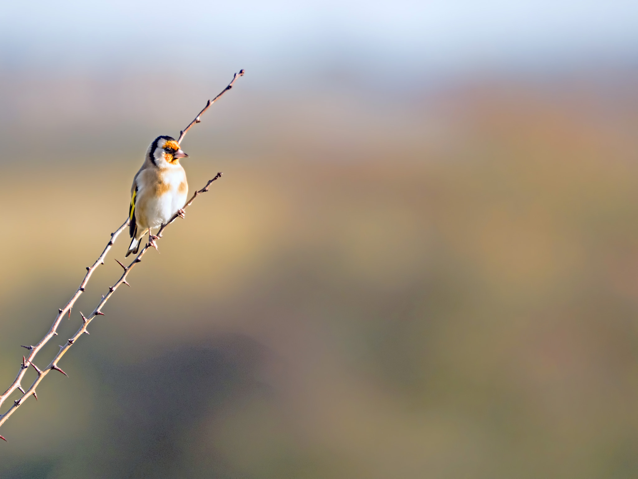 Olympus OM-D E-M5 II sample photo. Goldfinch photography