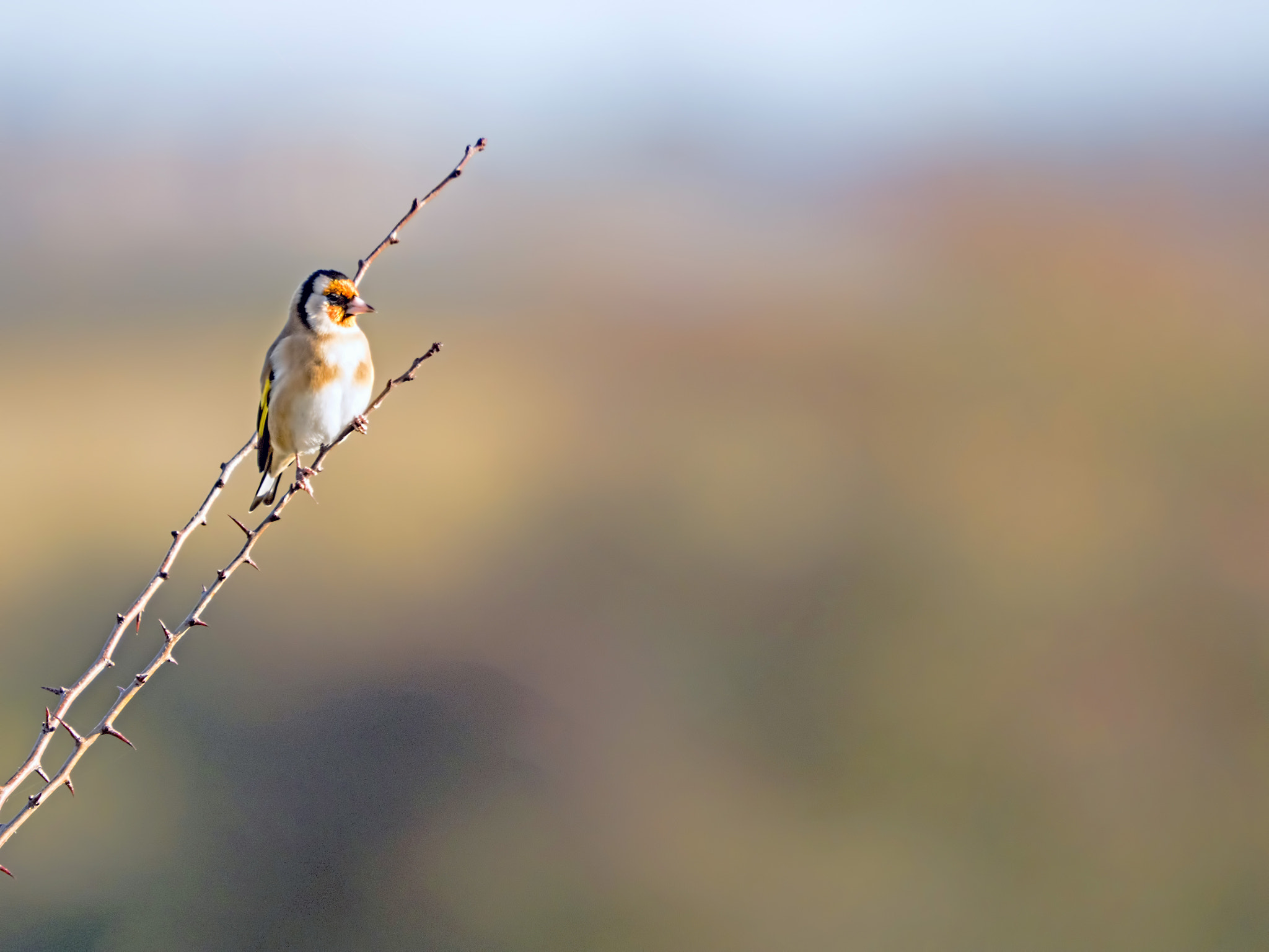 Olympus OM-D E-M5 II + SIGMA 50-500mm F4-6.3 DG HSM sample photo. Goldfinch photography