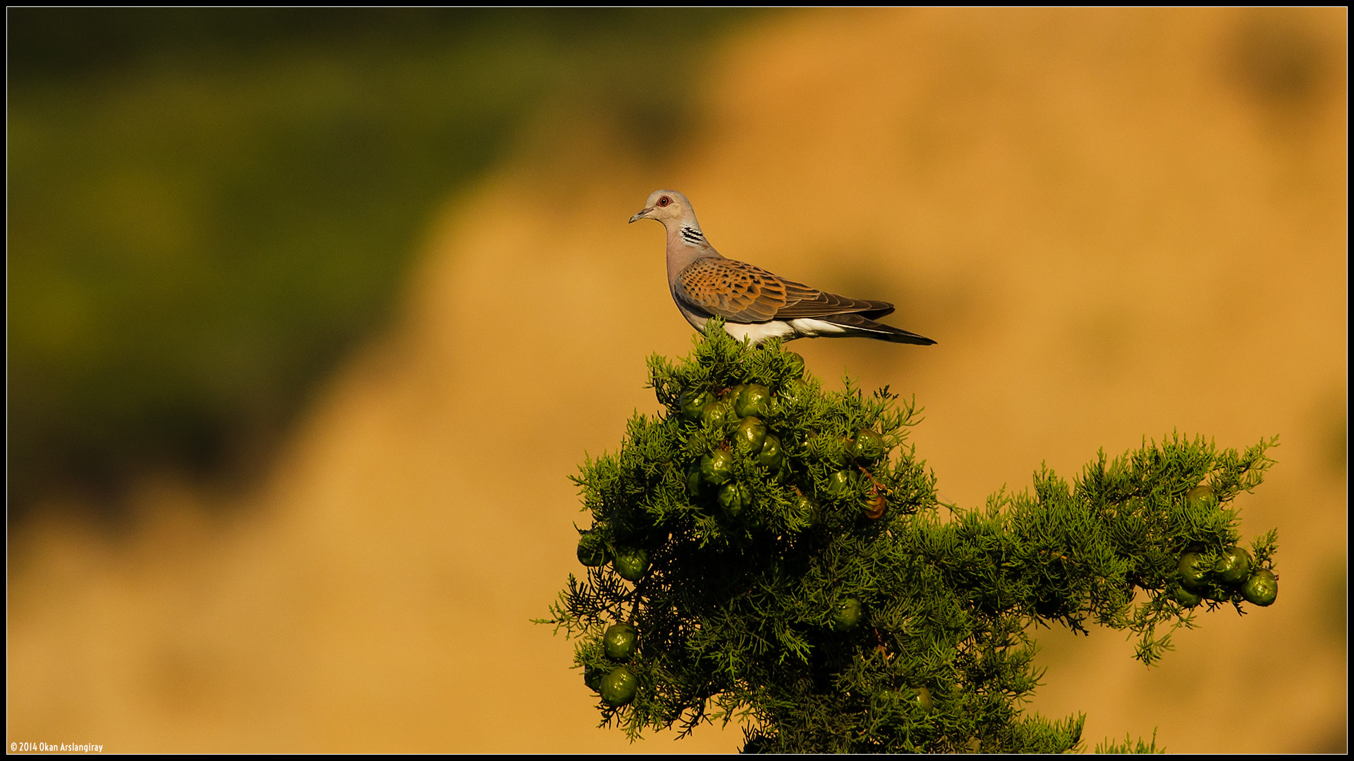 Nikon D7000 sample photo. European turtle dove, streptopelia turtur photography