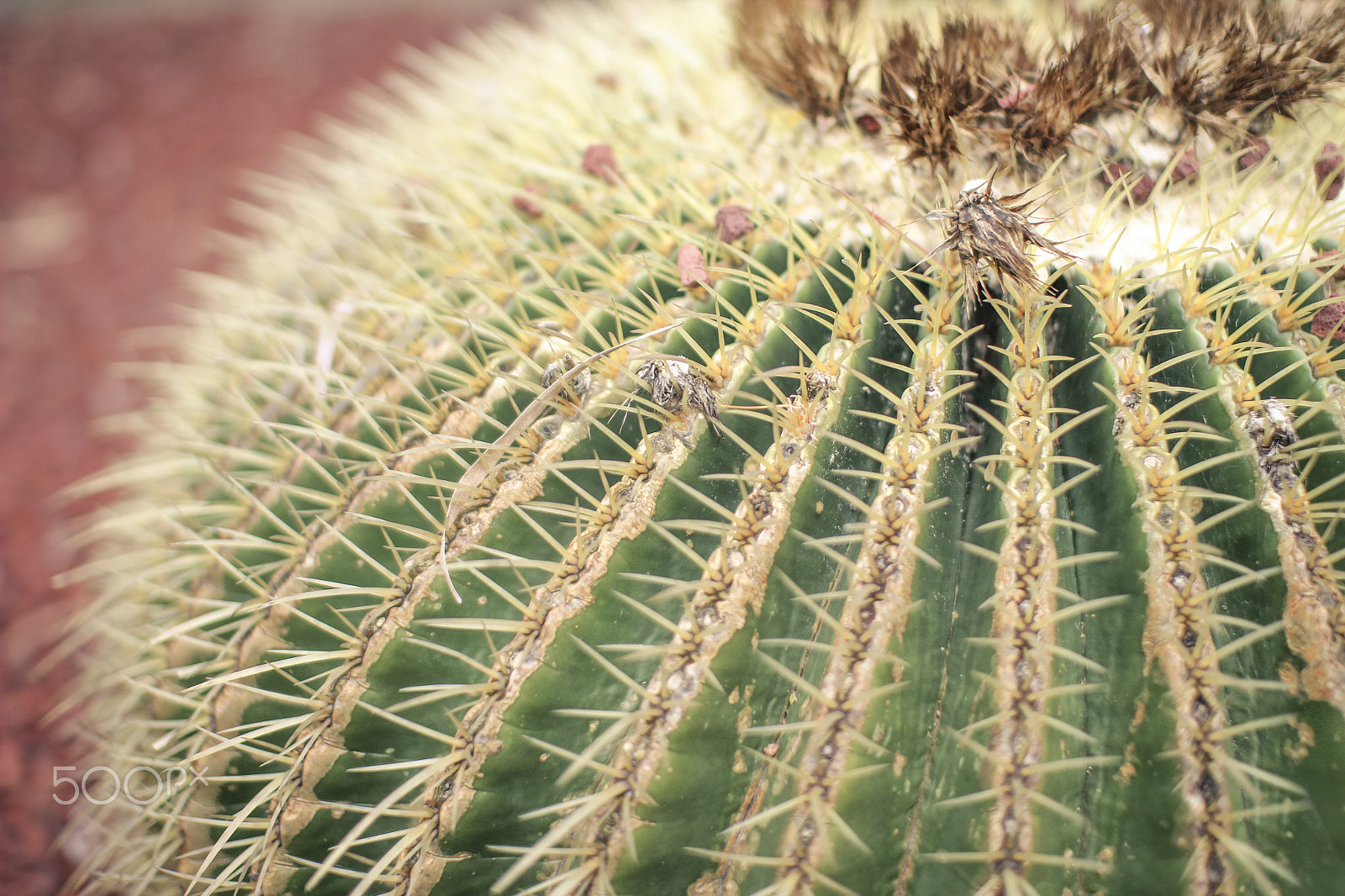 Sigma 30mm F1.4 EX DC HSM sample photo. Cactus photography