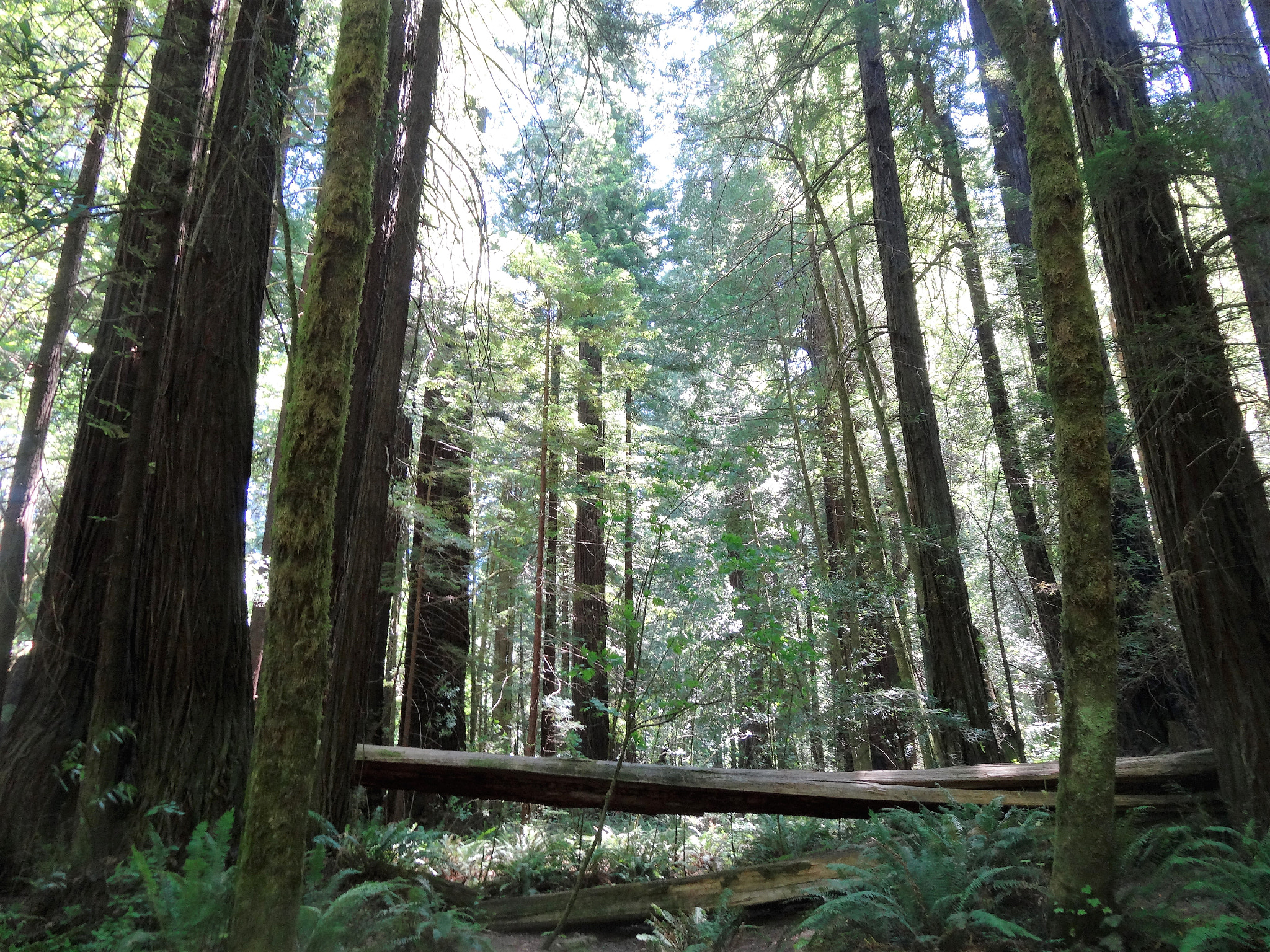 Sony Cyber-shot DSC-HX30V sample photo. Avenue of the giants photography