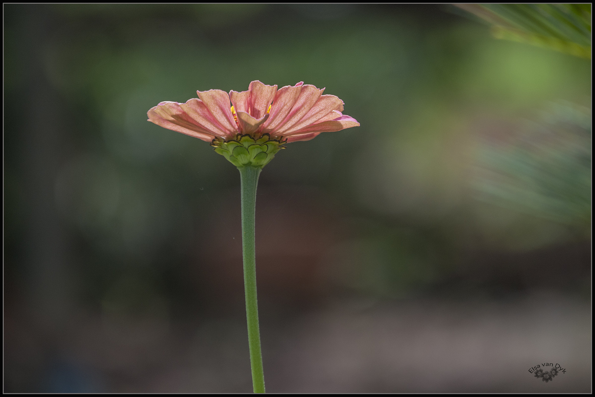 Nikon D300 sample photo. Pretty pink photography