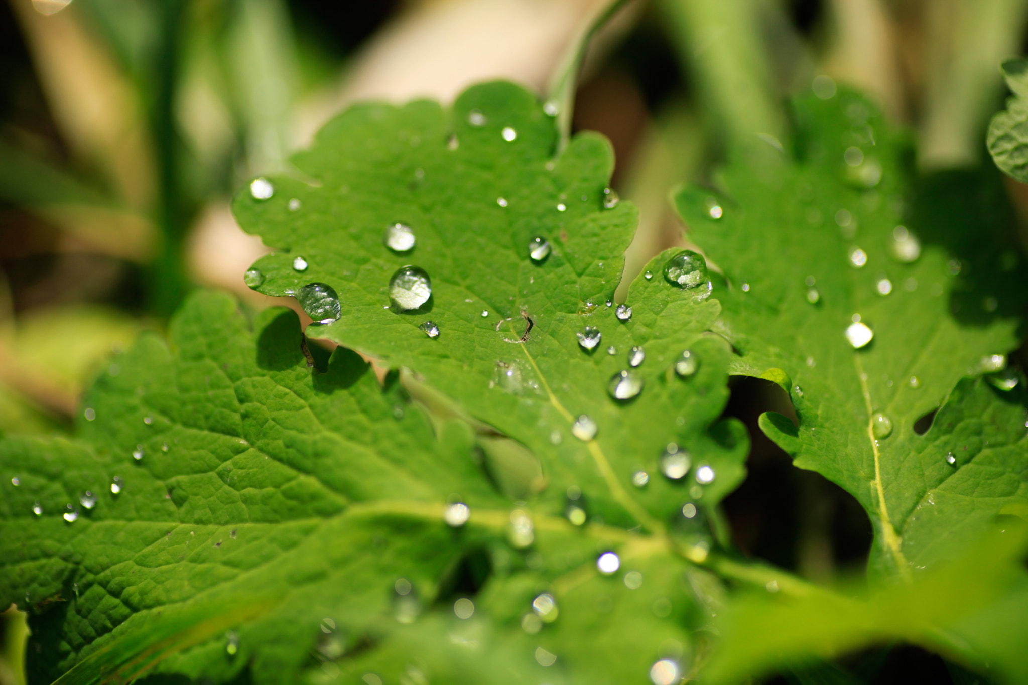 Canon EOS 5D Mark II + Tamron SP AF 90mm F2.8 Di Macro sample photo. After rain. photography