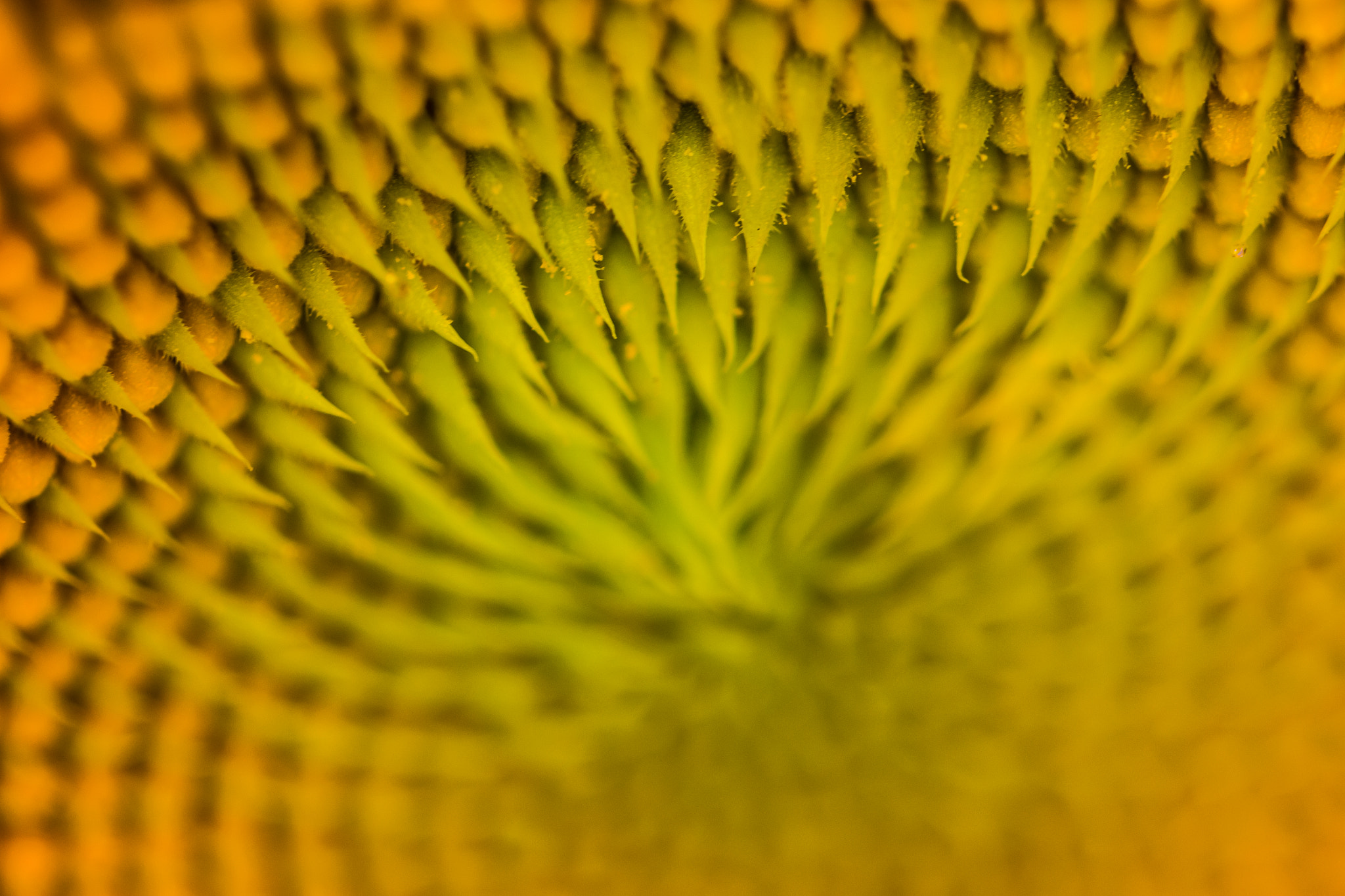 Canon EF 100mm F2.8L Macro IS USM sample photo. Piece of a sunflower photography