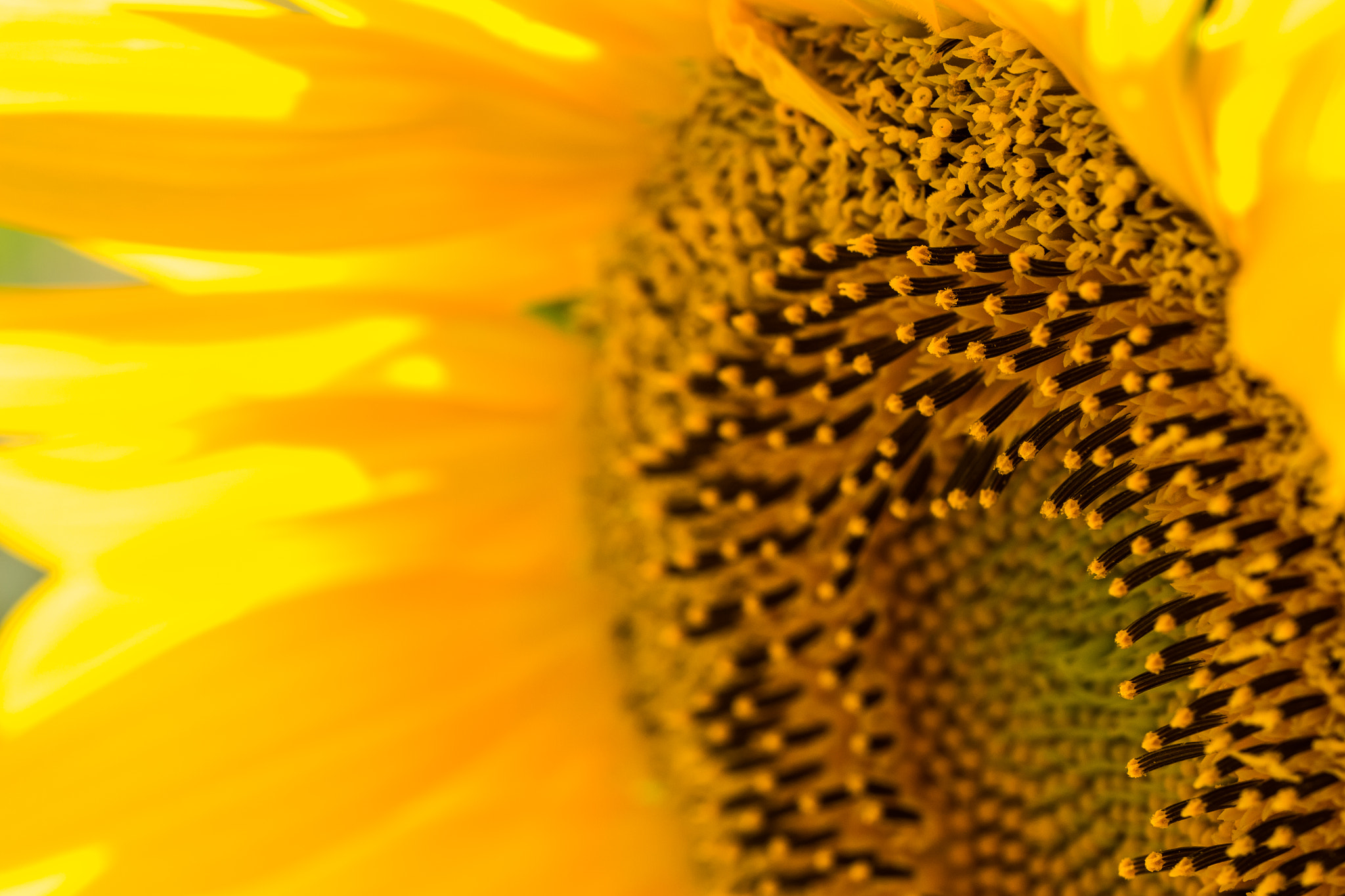 Canon EF 100mm F2.8L Macro IS USM sample photo. Sunflower photography