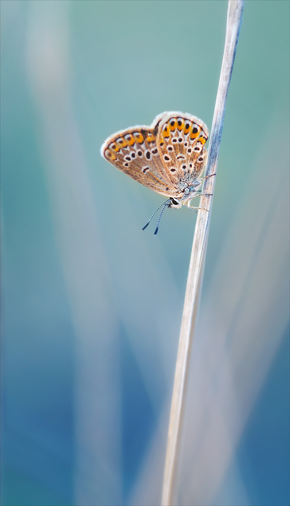 Nikon AF-S Micro-Nikkor 105mm F2.8G IF-ED VR sample photo. Butterfly photography