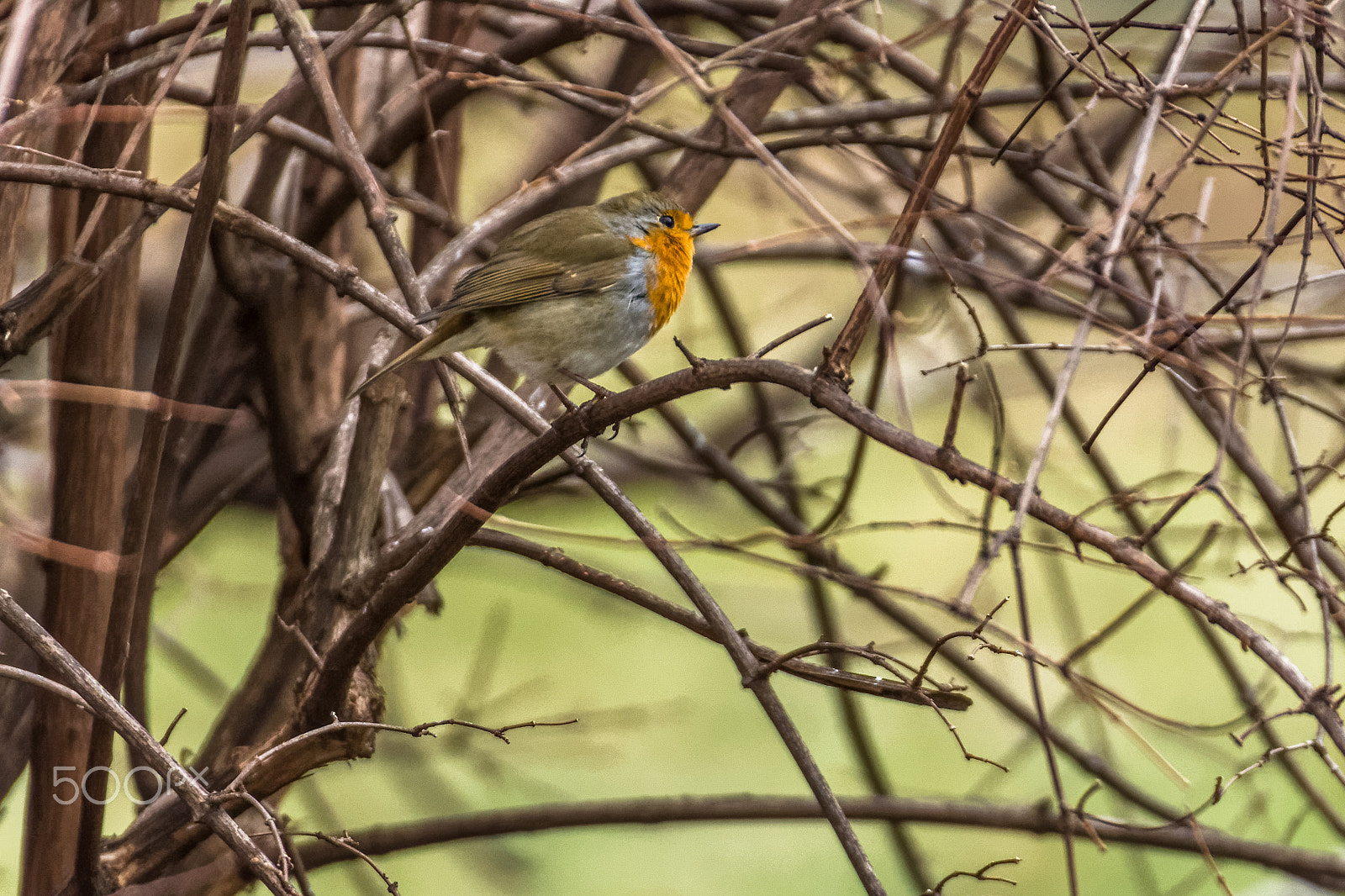 Sigma 50-500mm F4.5-6.3 DG OS HSM sample photo. All fluffed up photography