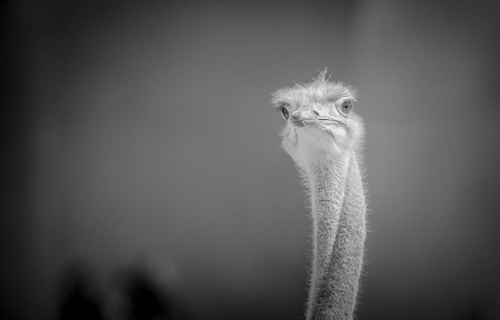 Sigma 150-500mm F5-6.3 DG OS HSM sample photo. Ostrich - bw photography